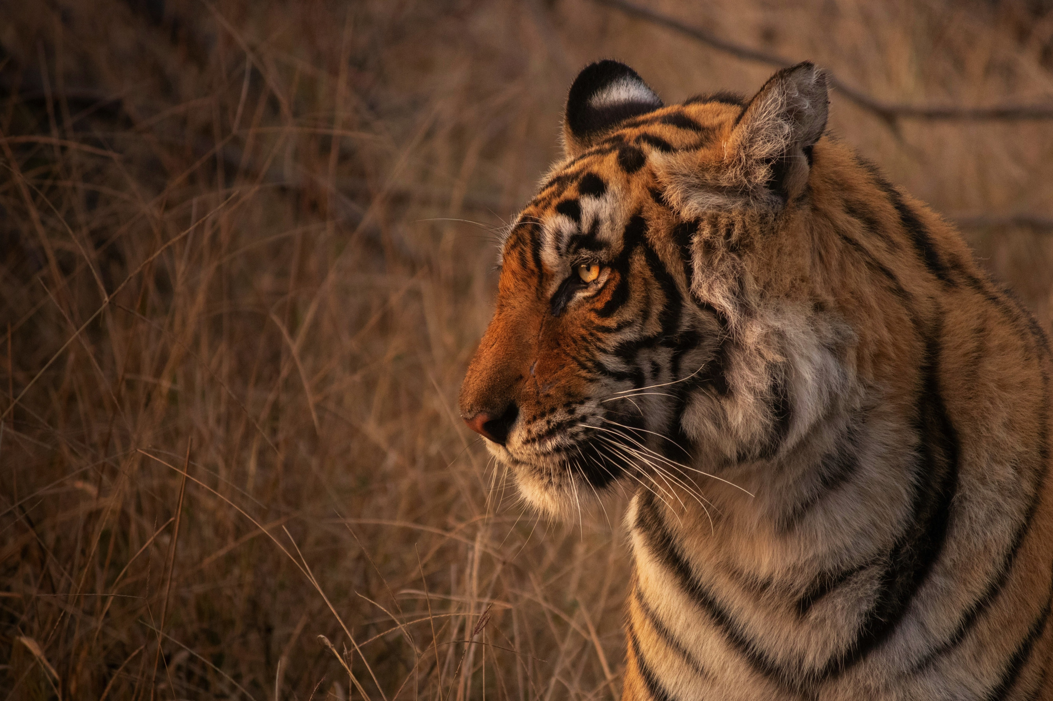 Cruise & Rail: The Sacred Ganges & the Maharajas' Express
