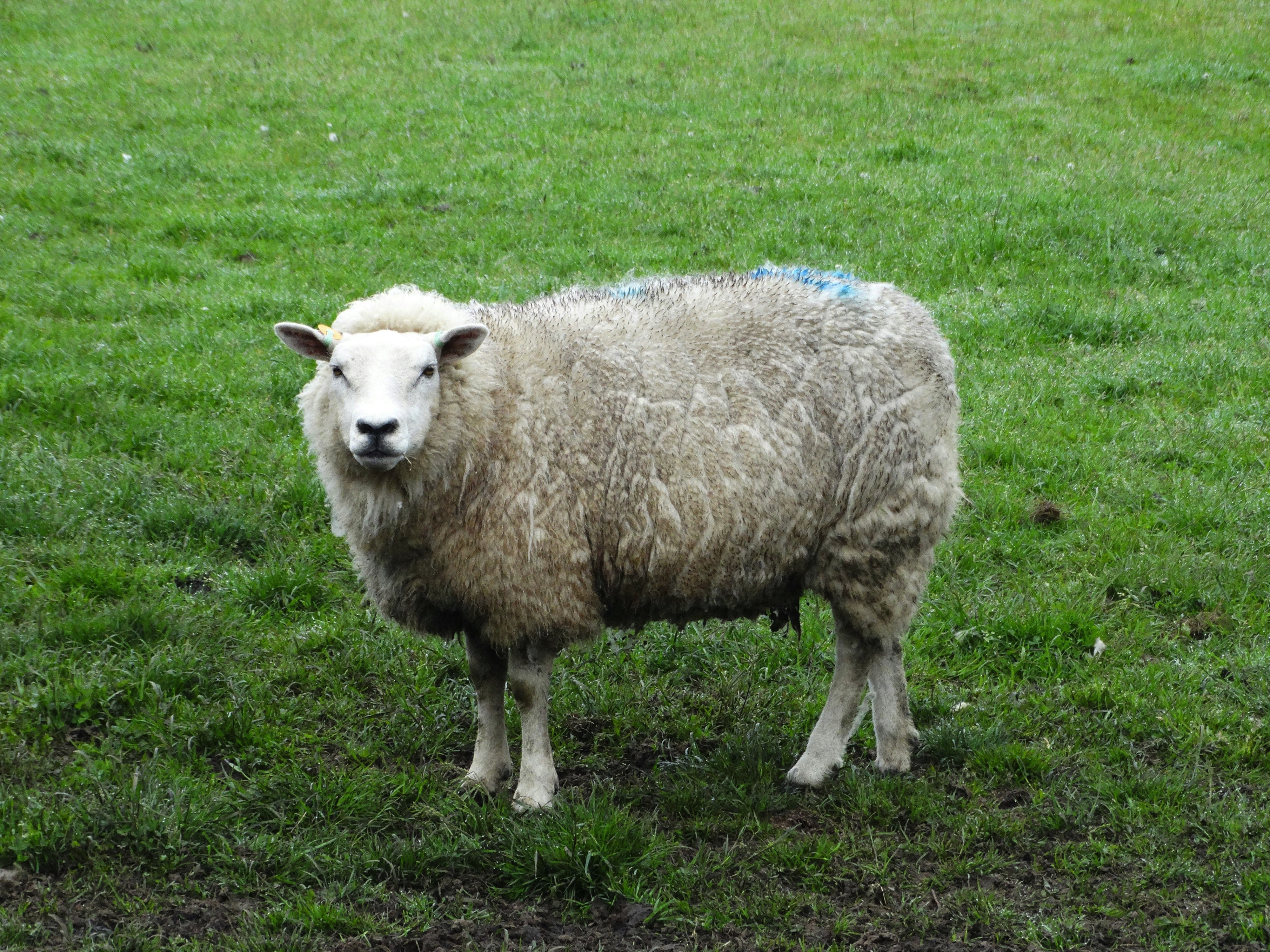 Texel sheep near Oudeschild, Texel