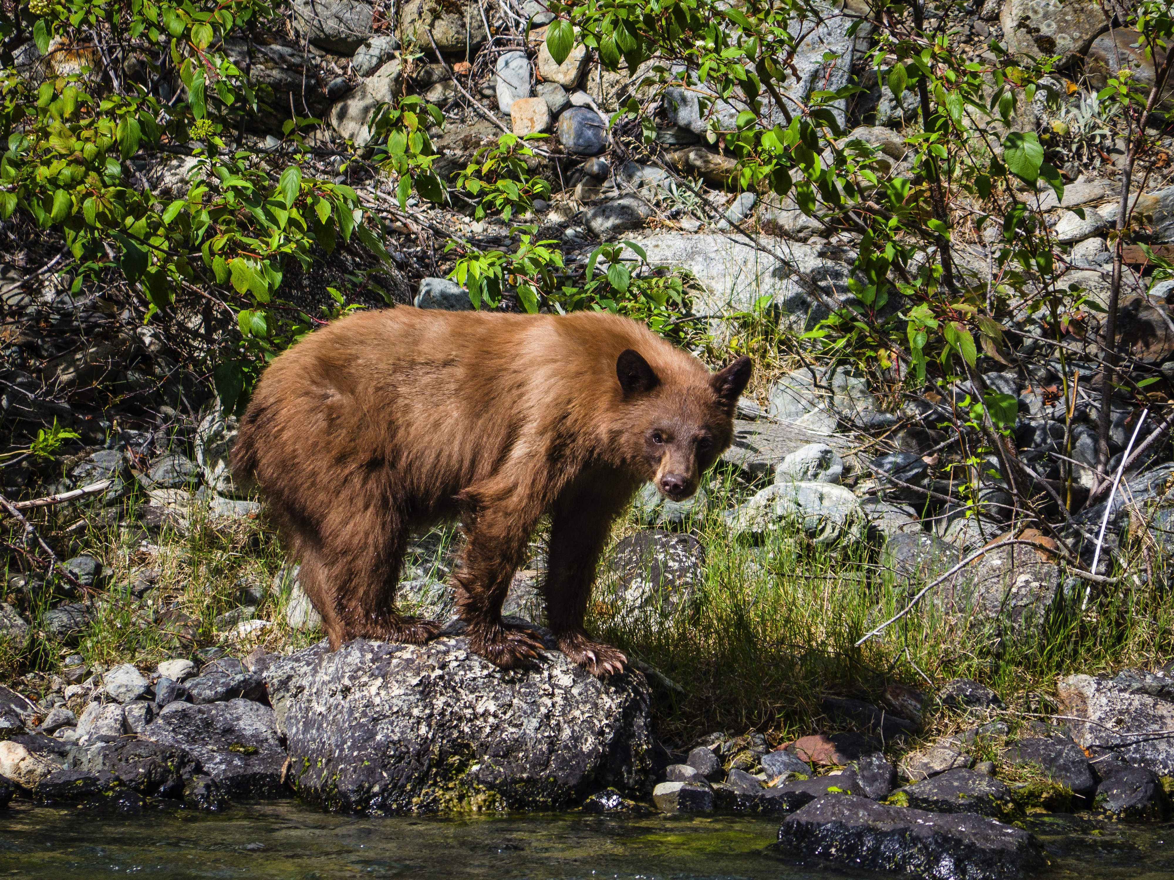 Jasper, Alberta, Canada