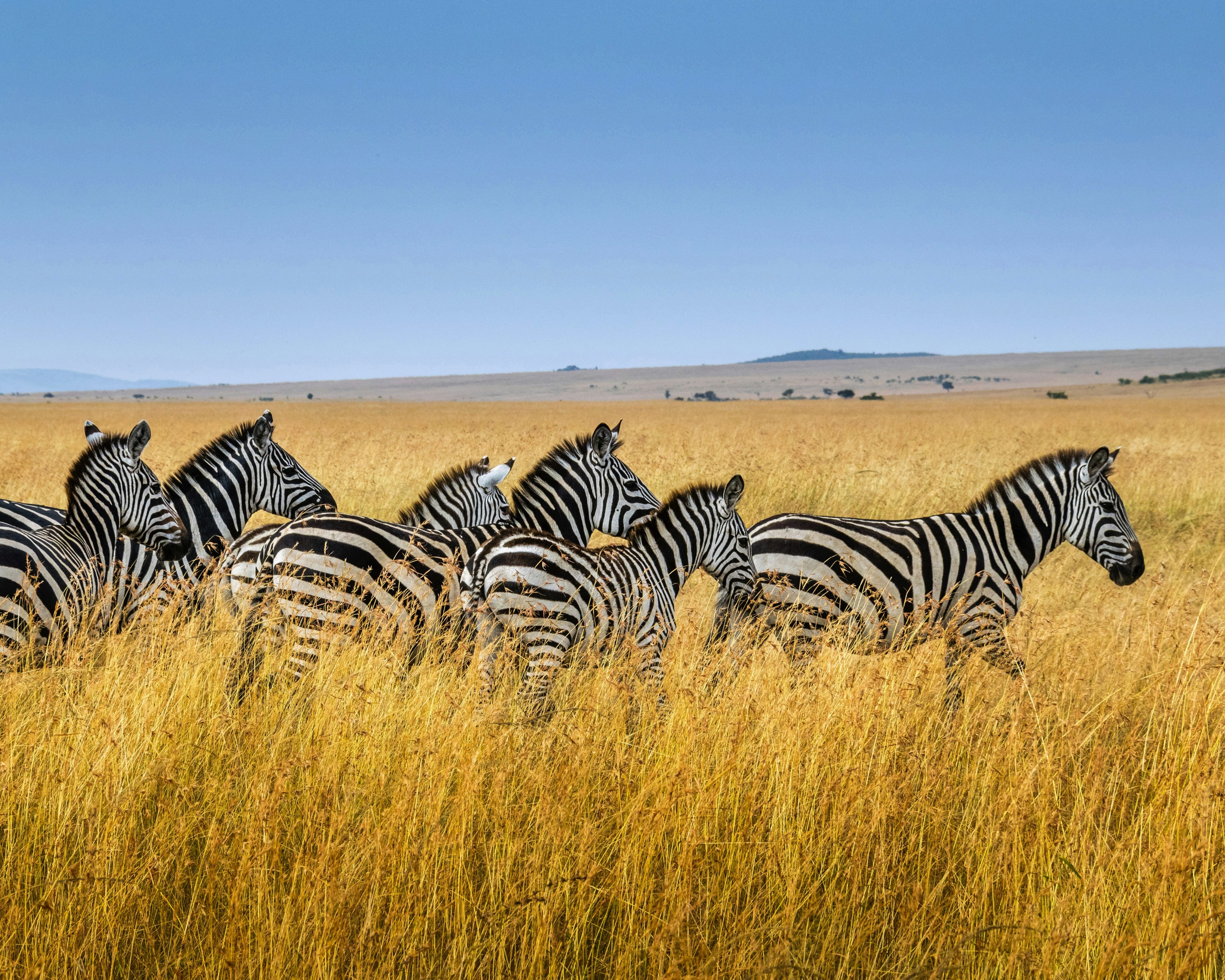 Maasai Mara National Reserve, Narok County, Kenya