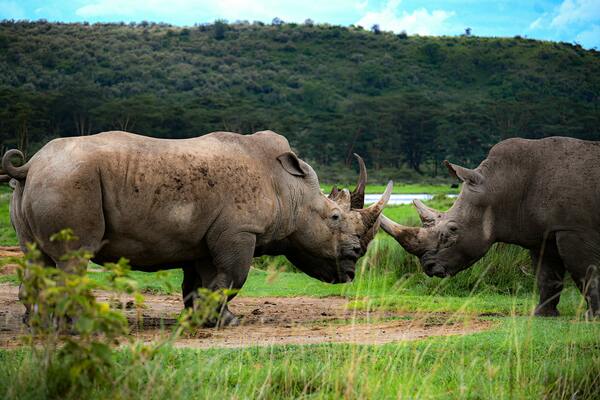 Lake Nakuru National Park Rhinos