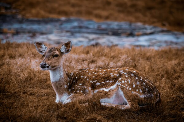 Ranthambore National Park, Rajasthan, India