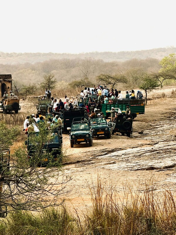 Safari vehicles in Ranthambore