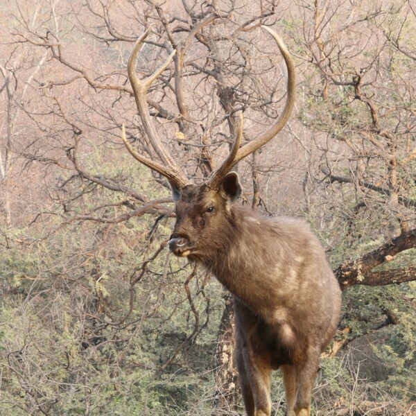 Ranthambore National Park, Rajasthan, India
