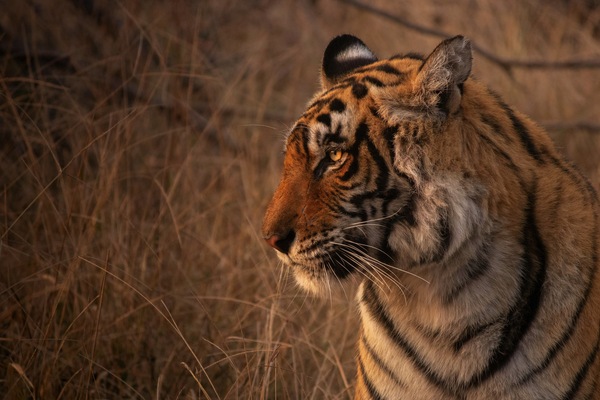 A side profile of a seated tigress at dawn