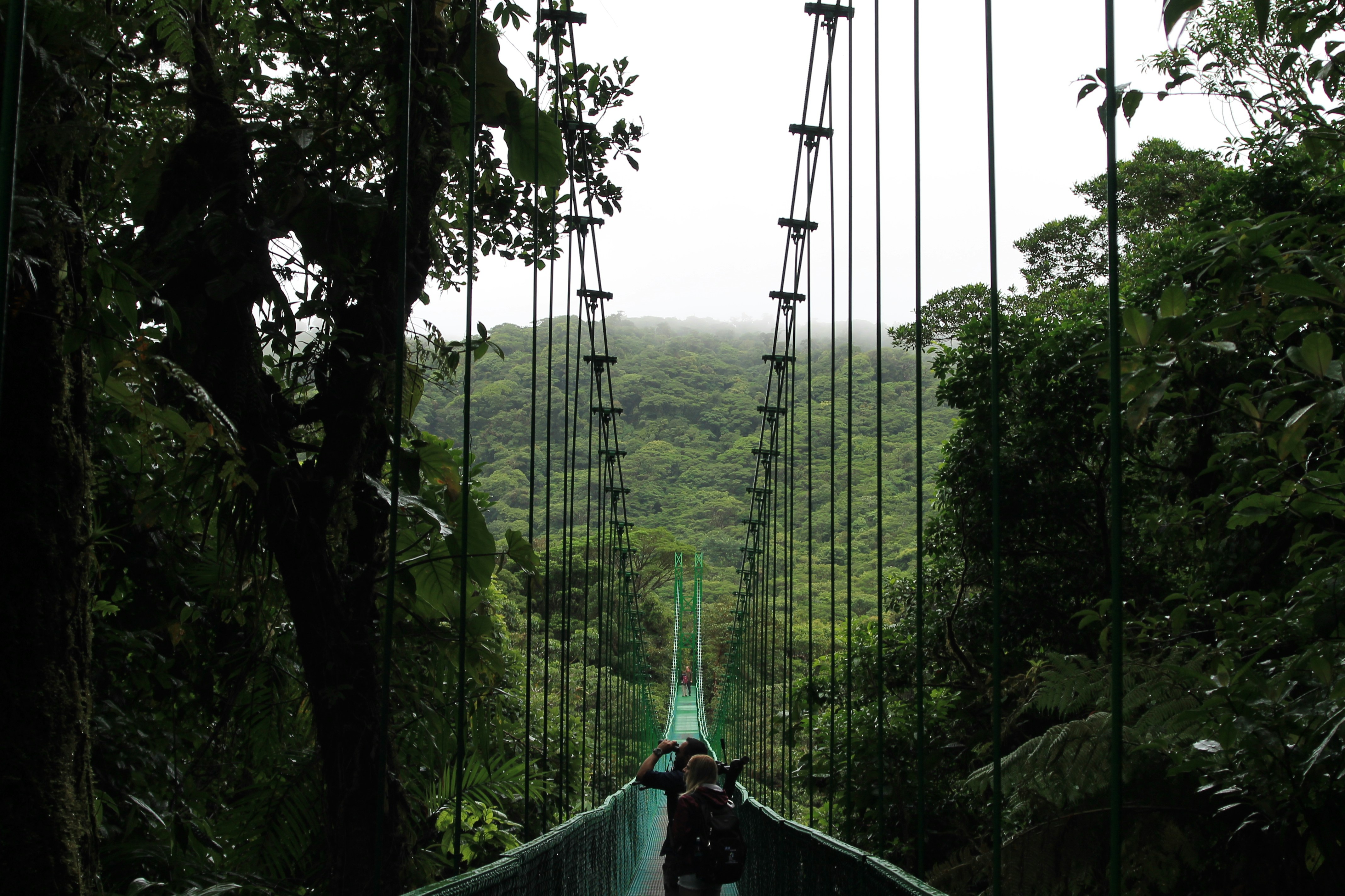 Hanging bridges near Monteverde. Tour in the canopy of the trees., Puntarenas Province, Monteverde, Costa Rica