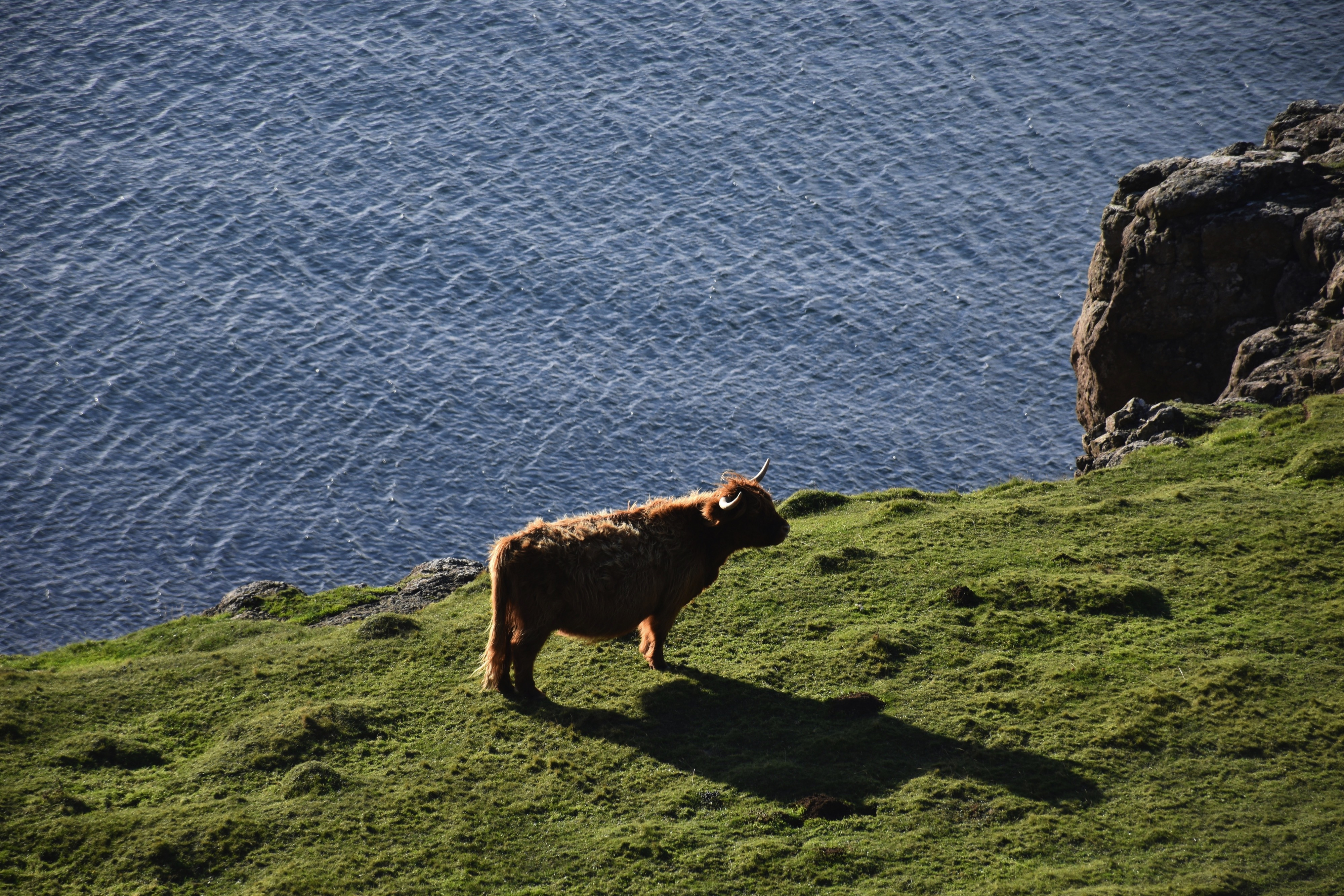 Highland cattle by the sea on the Isle of Mull.