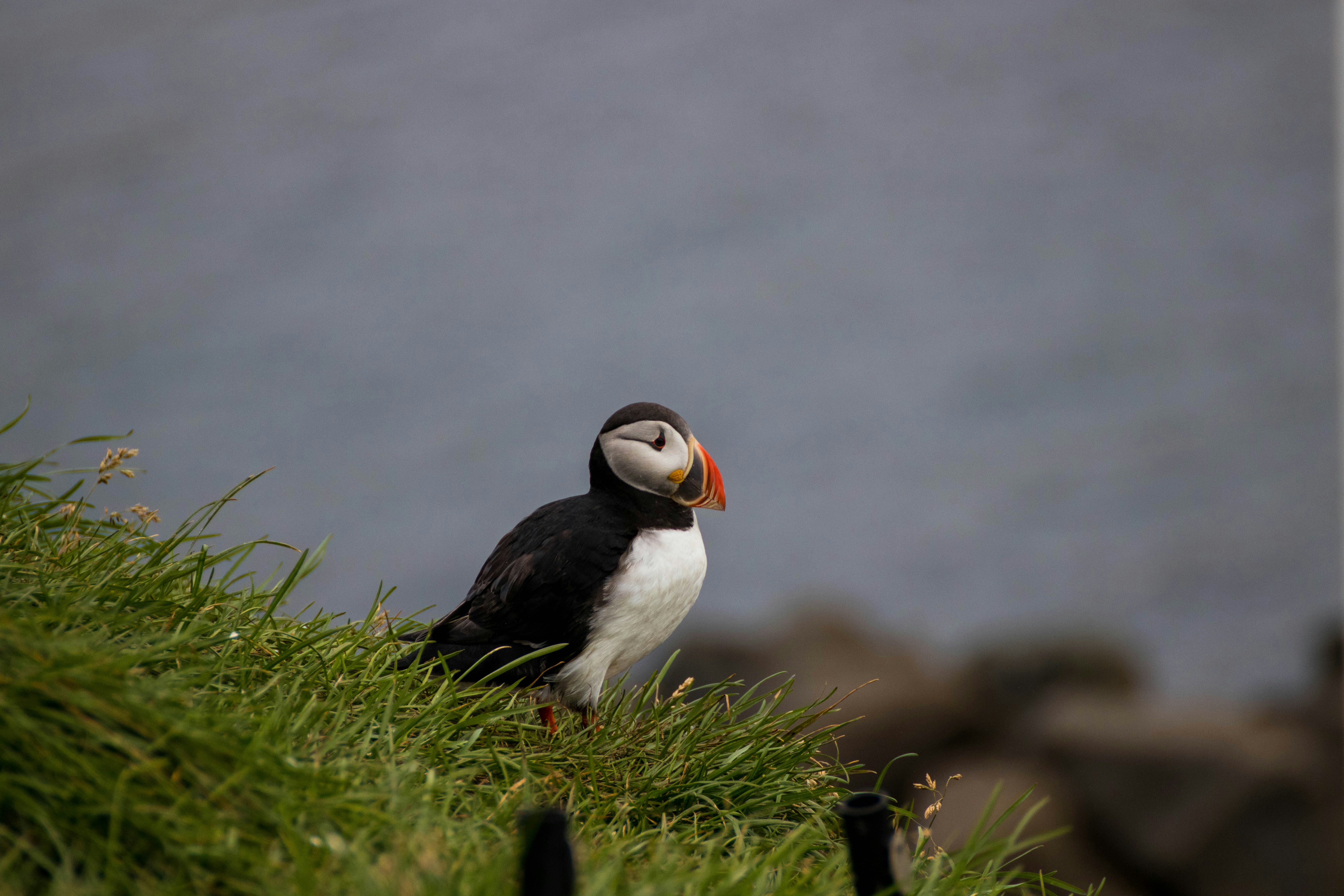 Borgarfjörður Eystri, Iceland