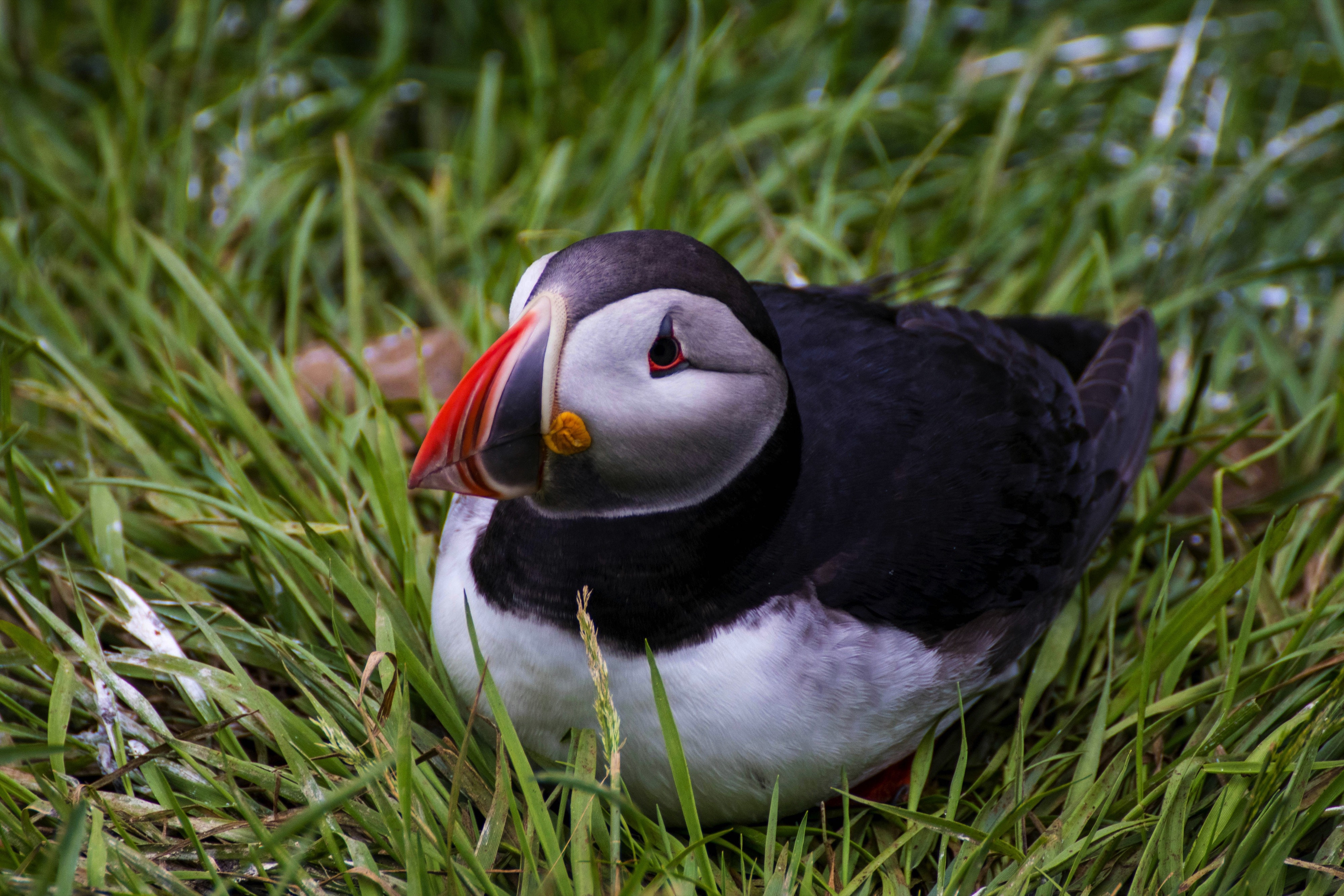 Borgarfjörður Eystri, Iceland