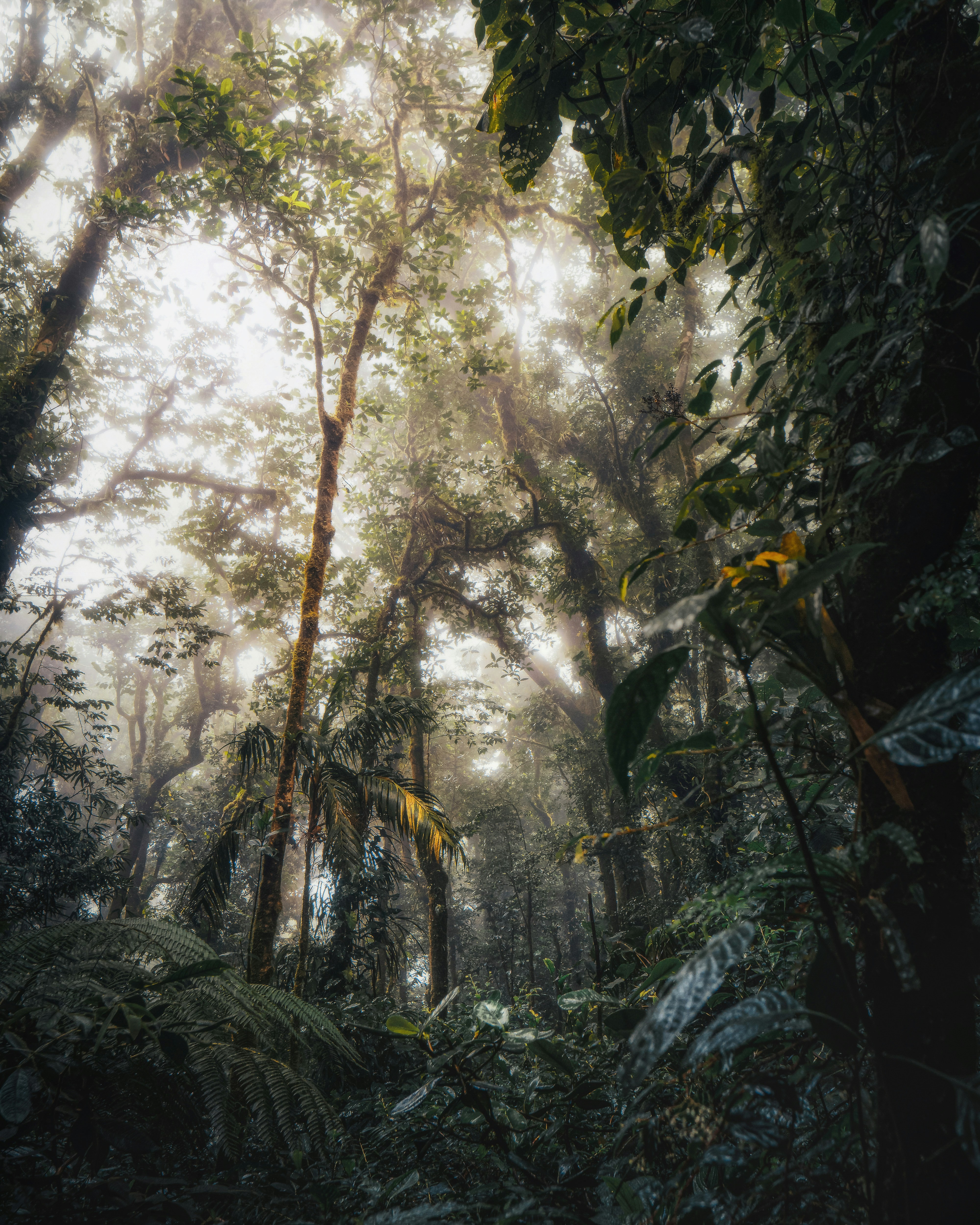 Some dreamy light inside the Monteverde Cloud Forest in Costa Rica