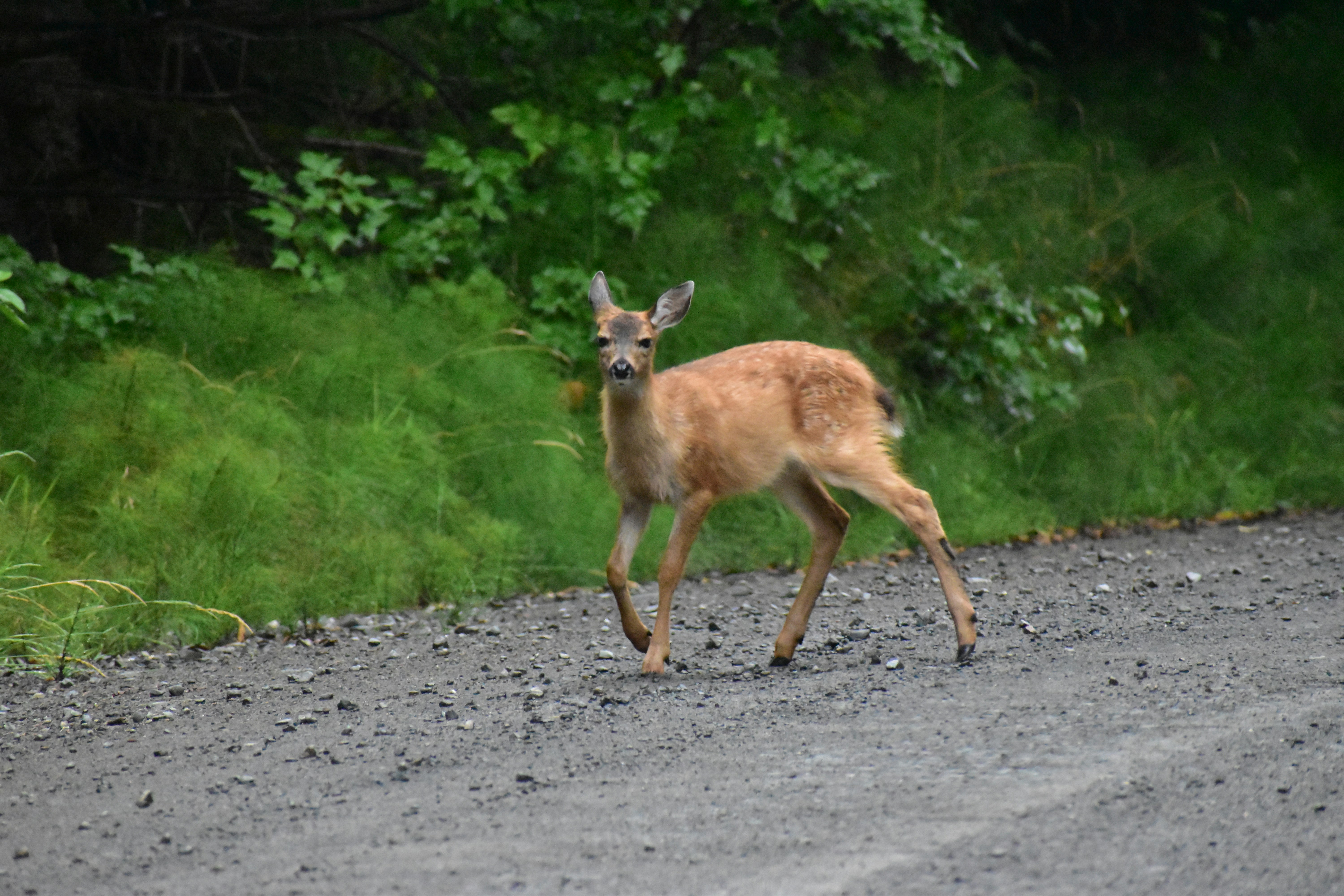 Haida Gwaii, North Coast, BC, Canada