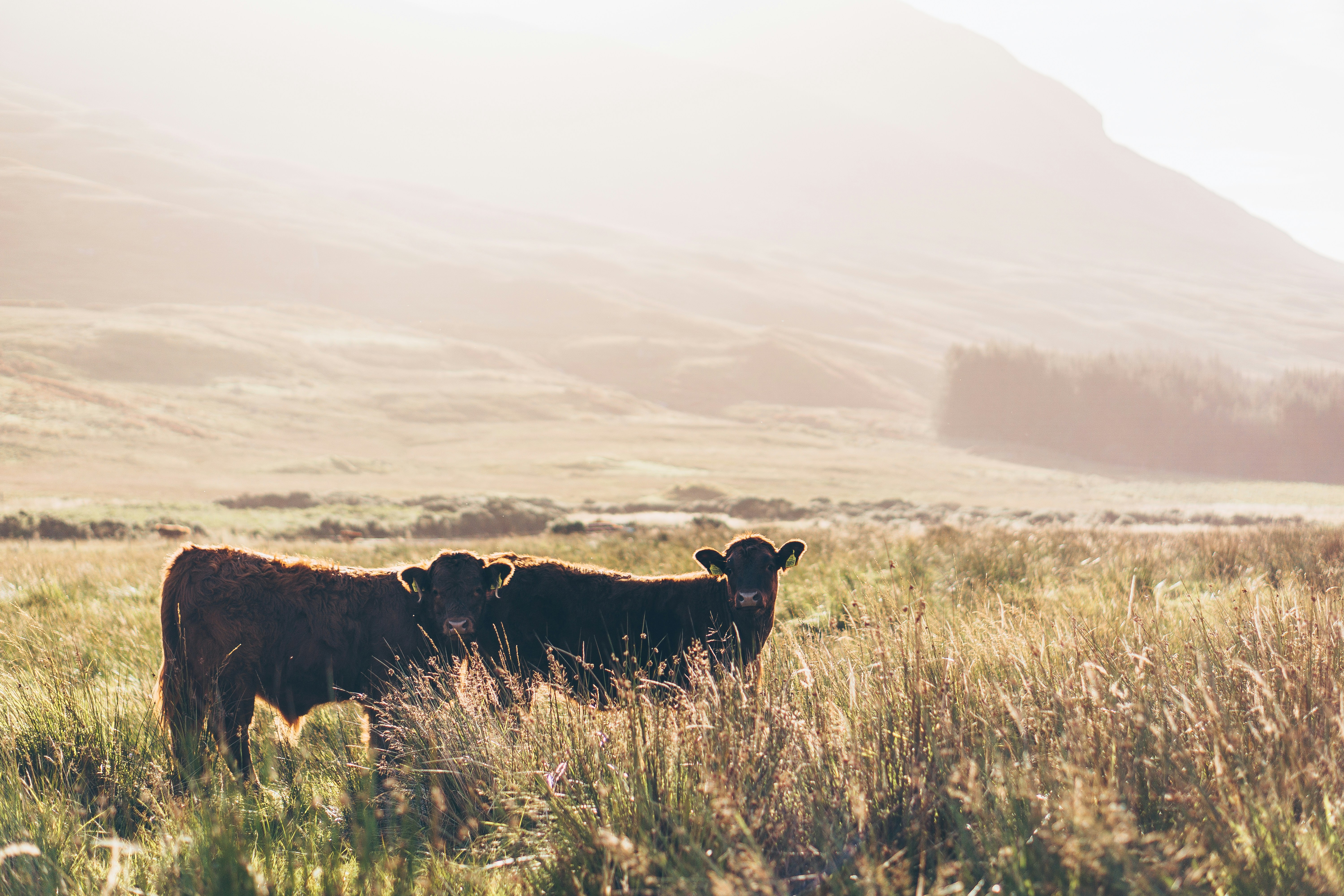 Scottish cows taking in the glow of the morning sun. Isle of Mull, Scotland, UK