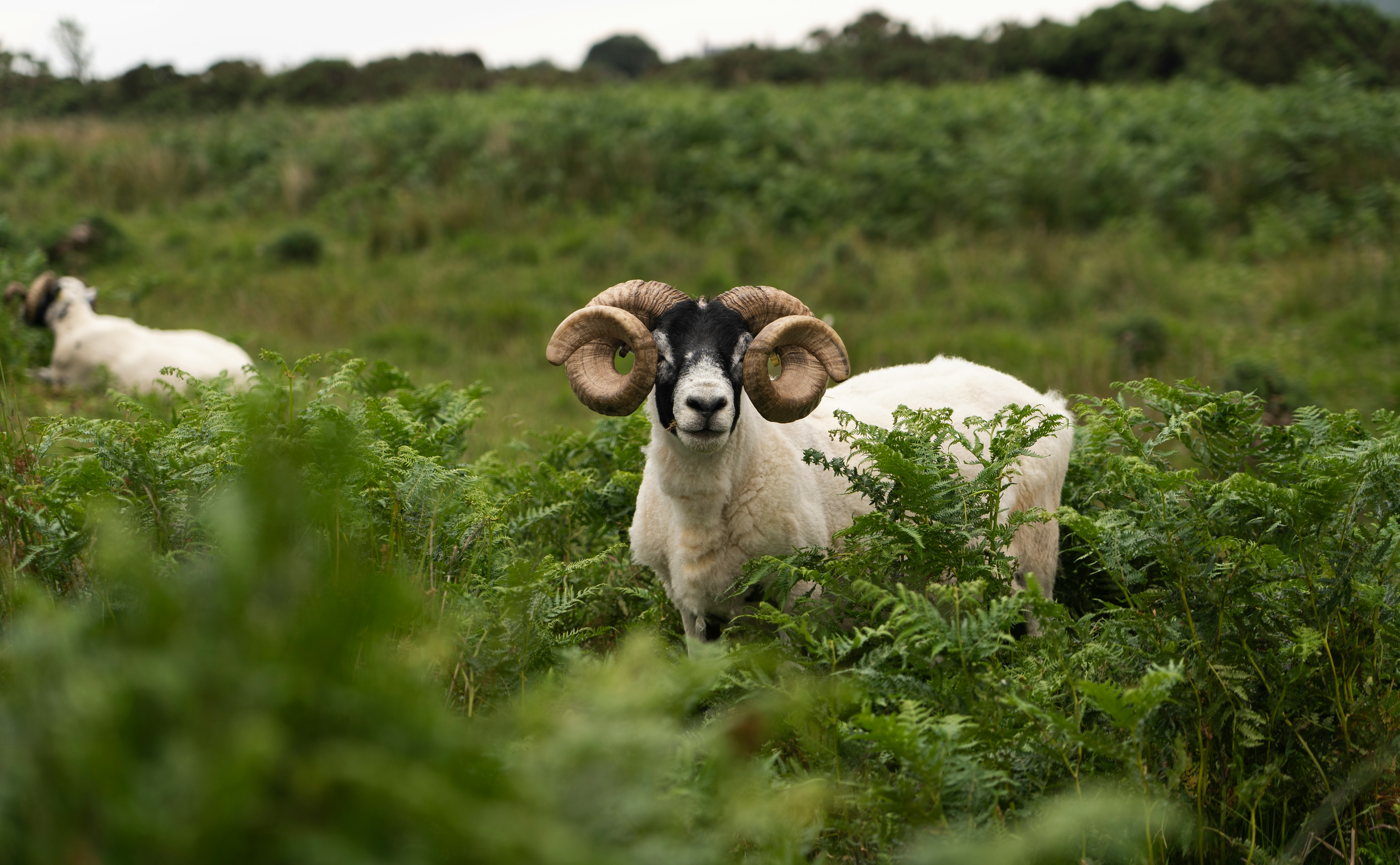 A portrait of a sheep with very curly horns. Isle of Mull, UK