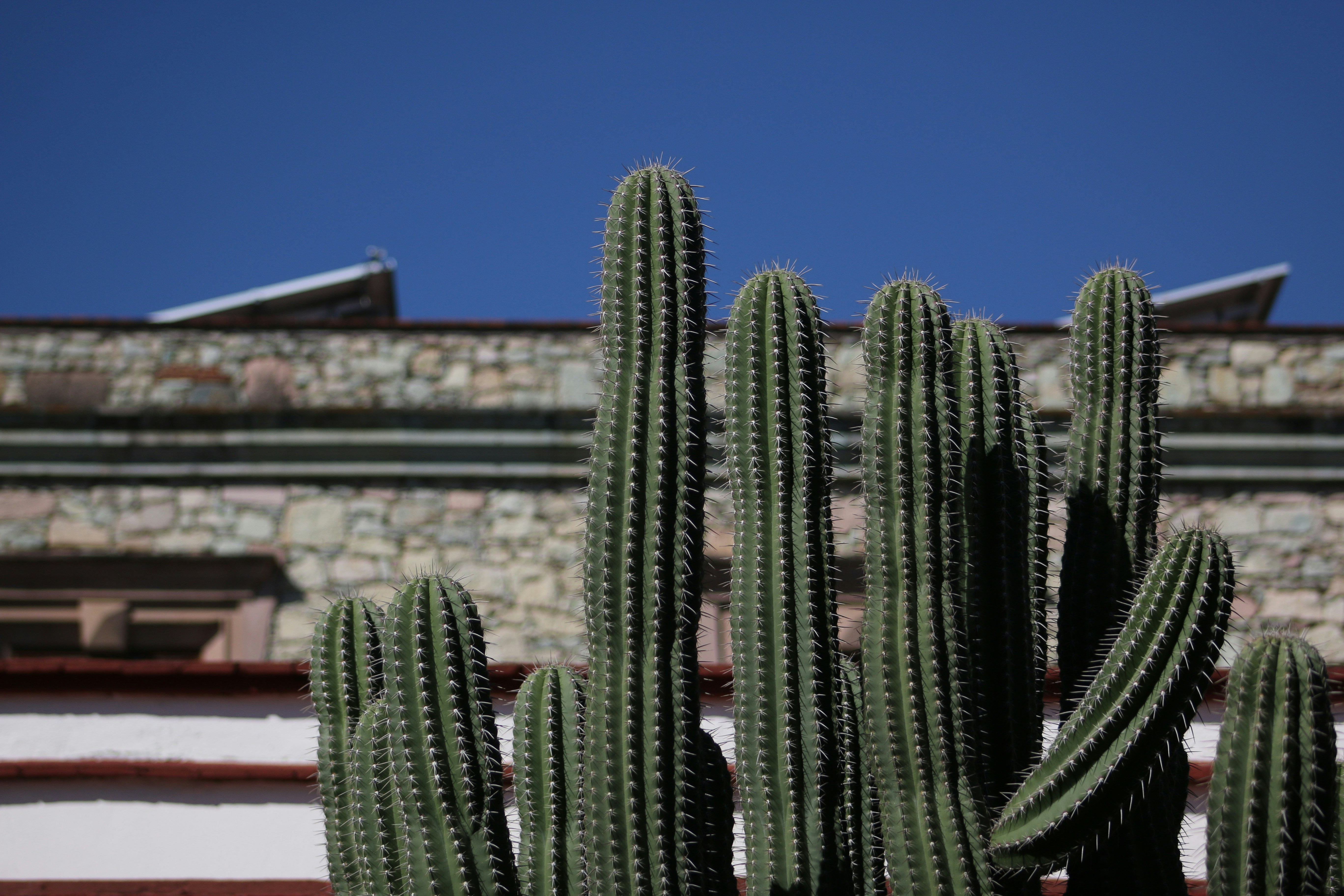 Mexico, Oaxaca, People, Traditions, Color, Cultura, Cactus