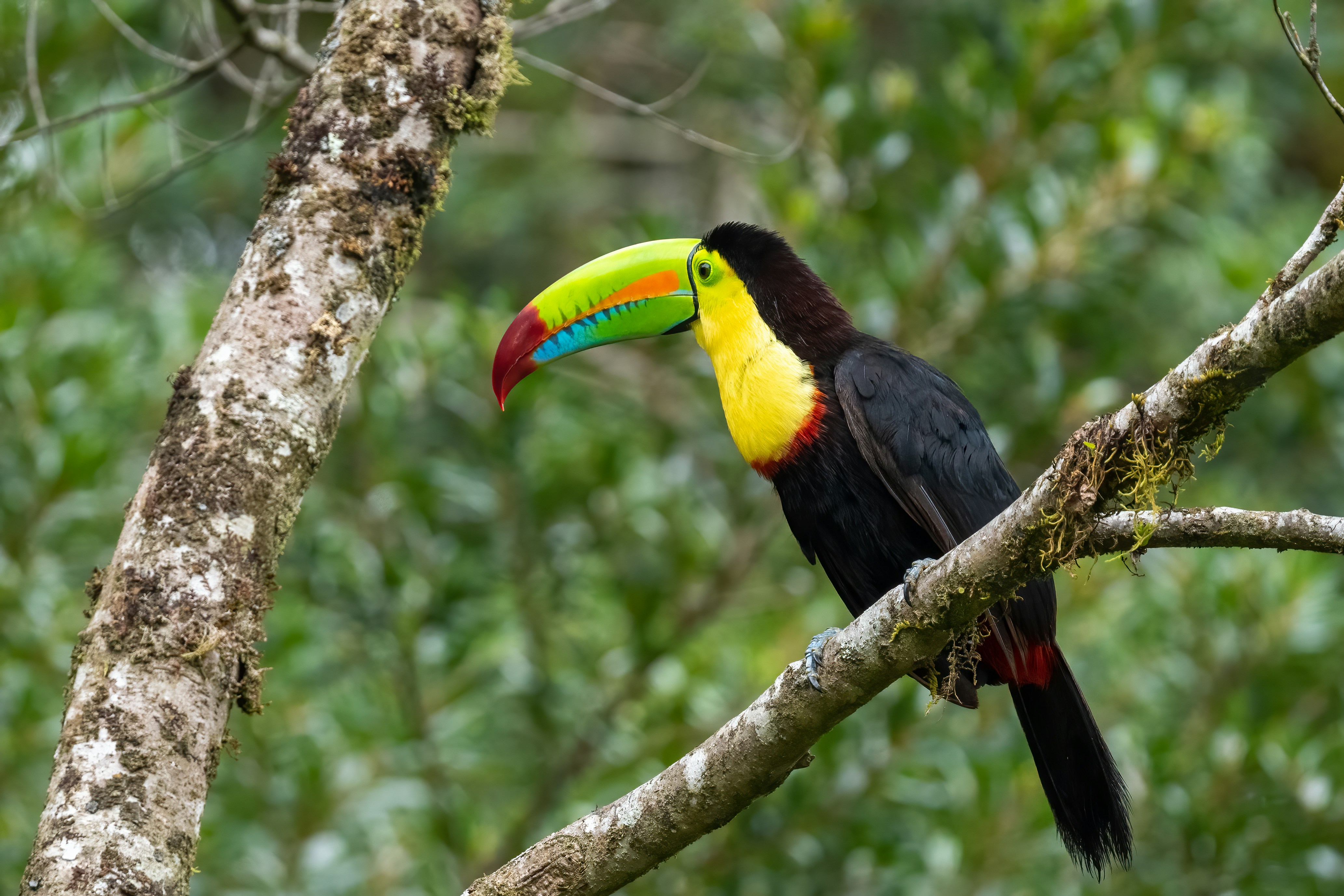Keel billed toucan, Puntarenas Province, Monteverde, Costa Rica
