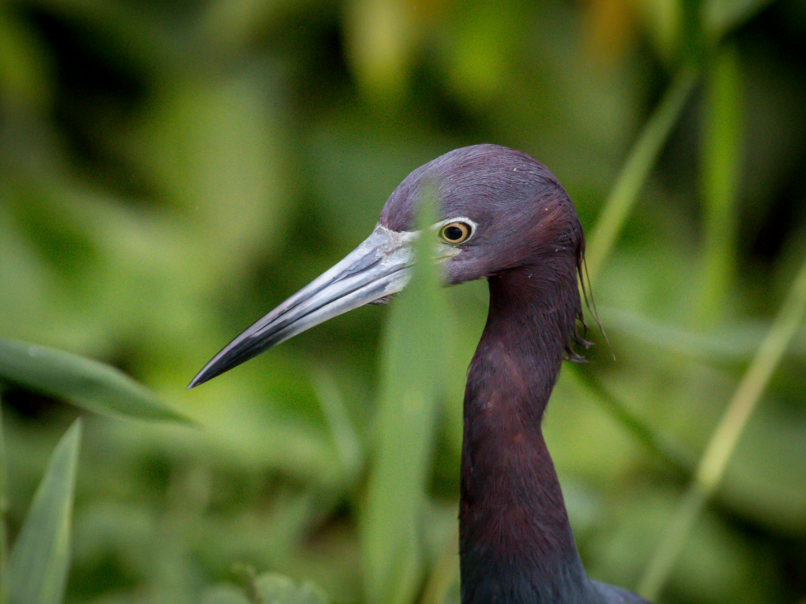 Little Blue Heron at Tortuguero National Park, Costa Rica