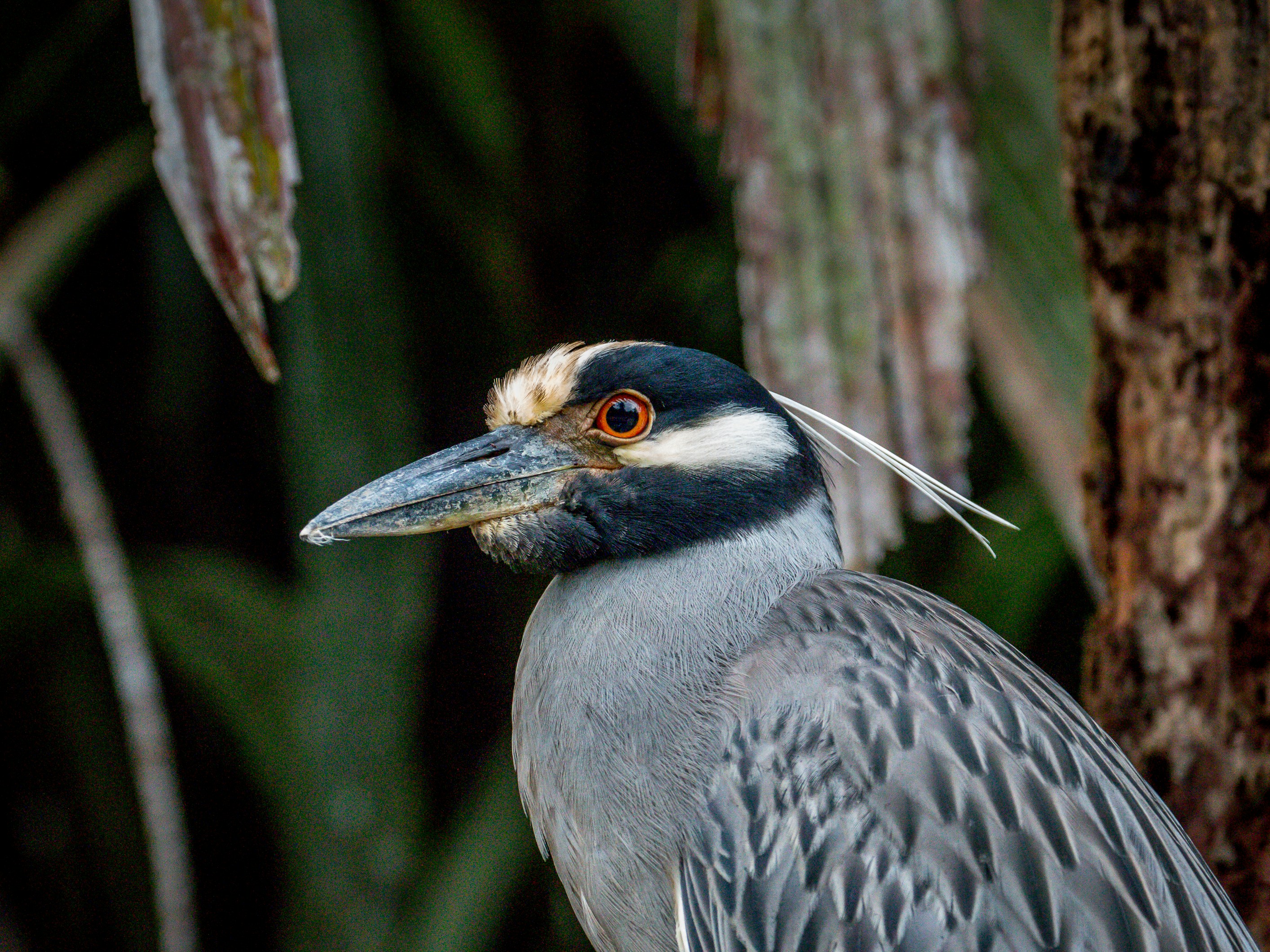 Yellow Crowned Night Heron at Tortuguero National Park, Costa Rica