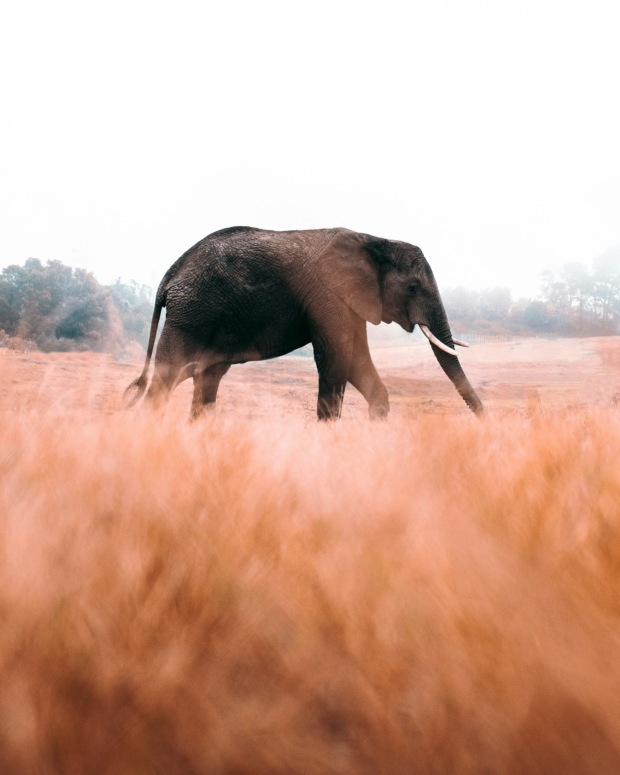 African elephant in Knysna, South Africa