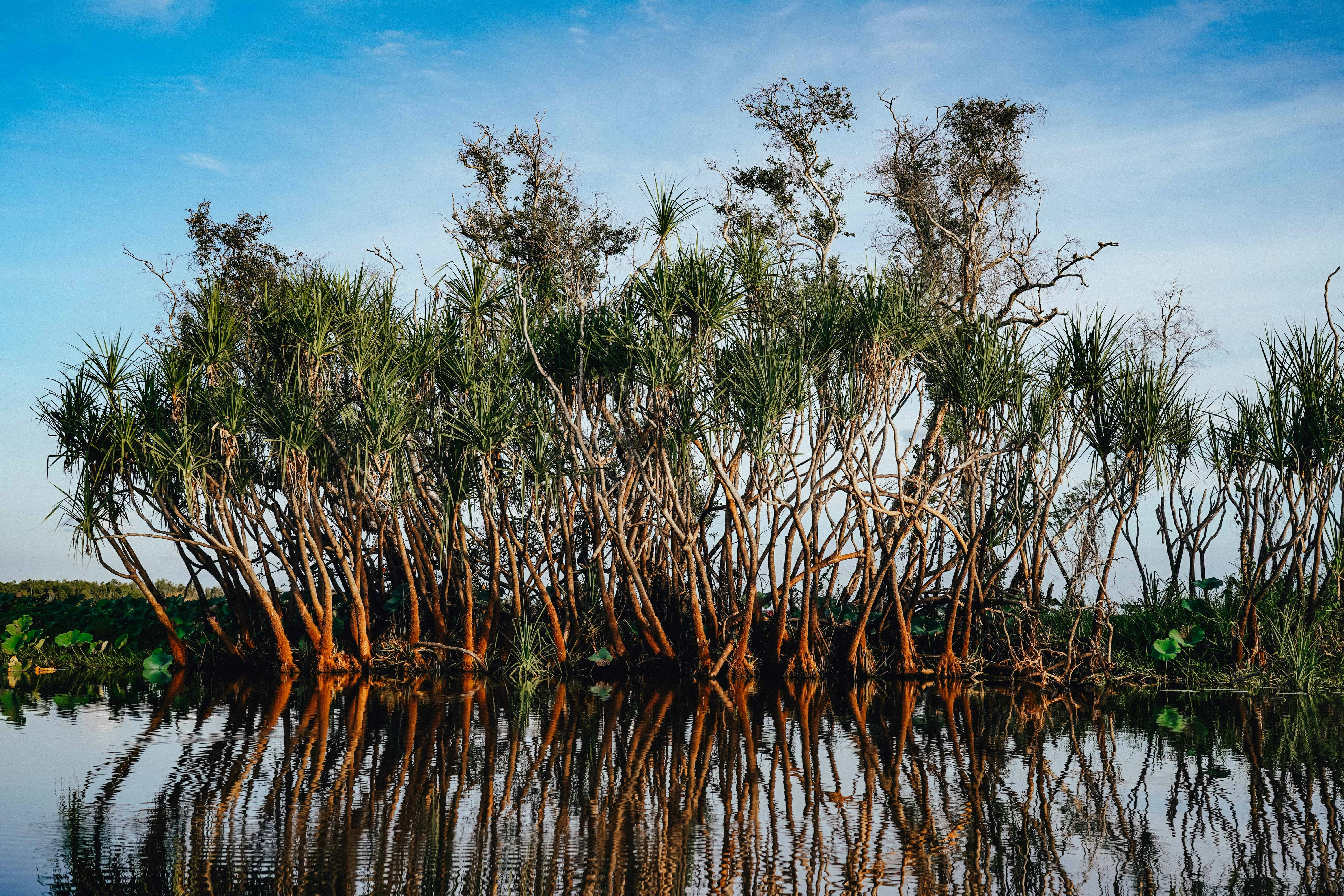 The Yellow River mangroves of the world heritage Kakadu National Park