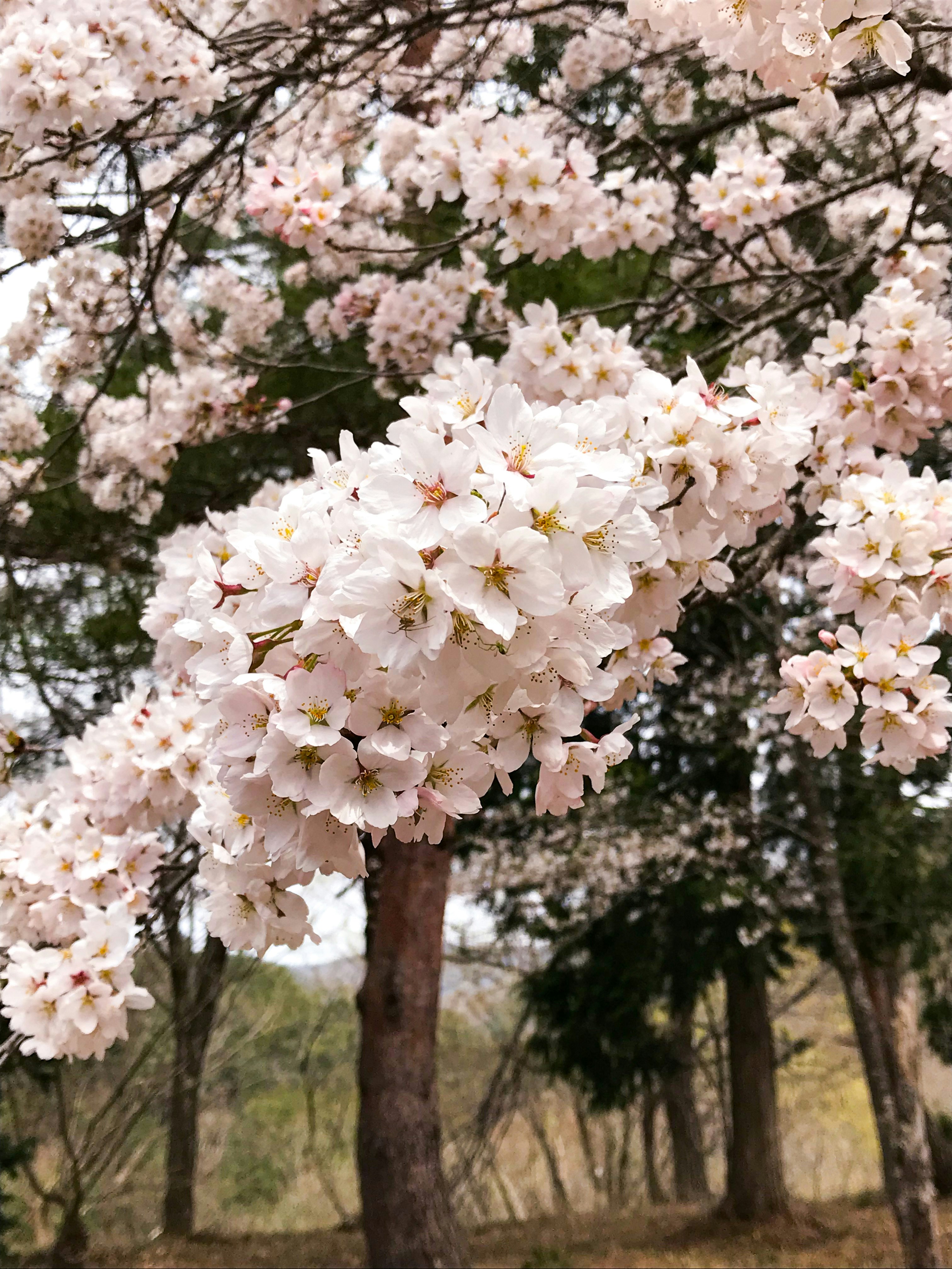 Takayama, Takayama, Japan
