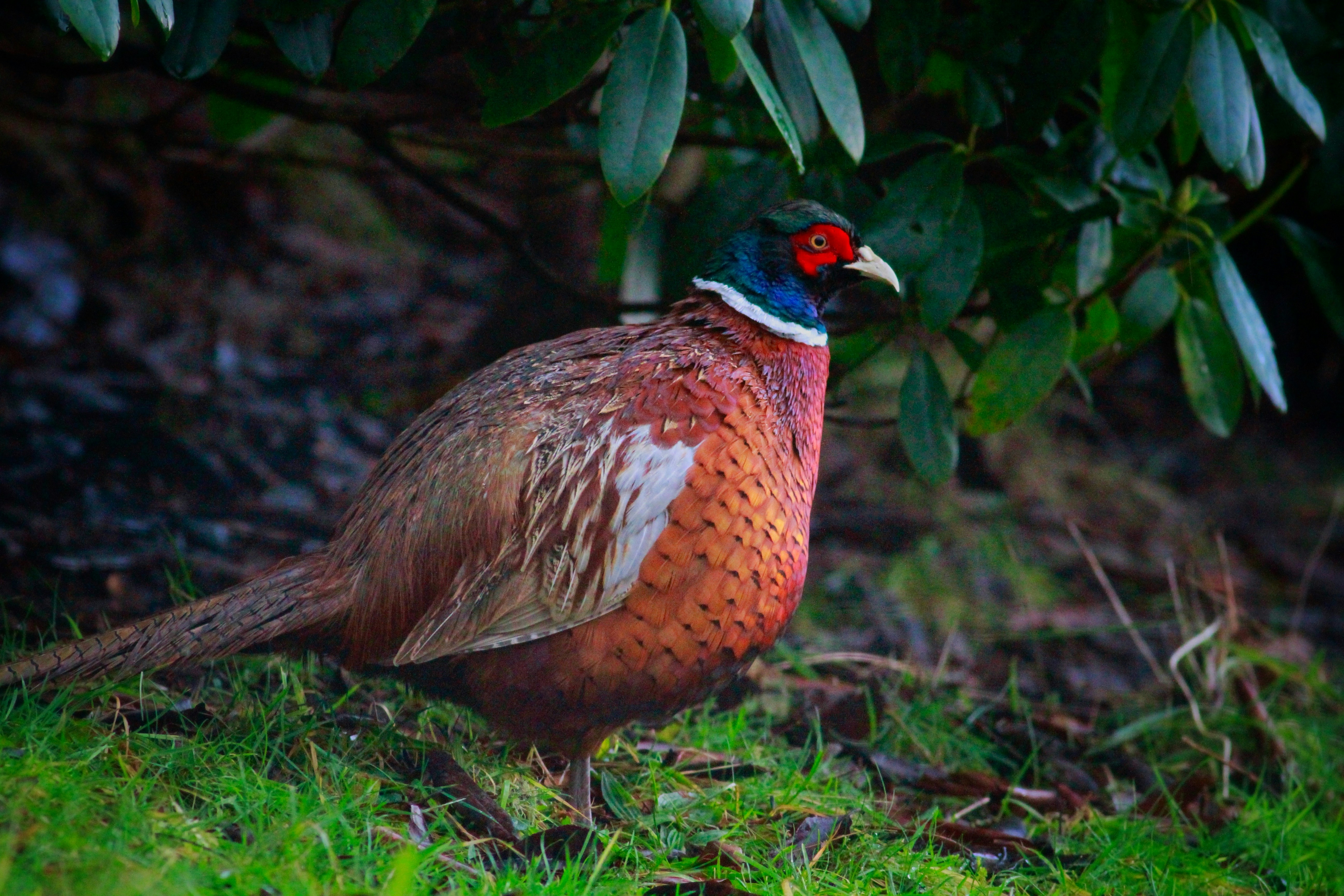 Salen, Isle Of Mull, United Kingdom