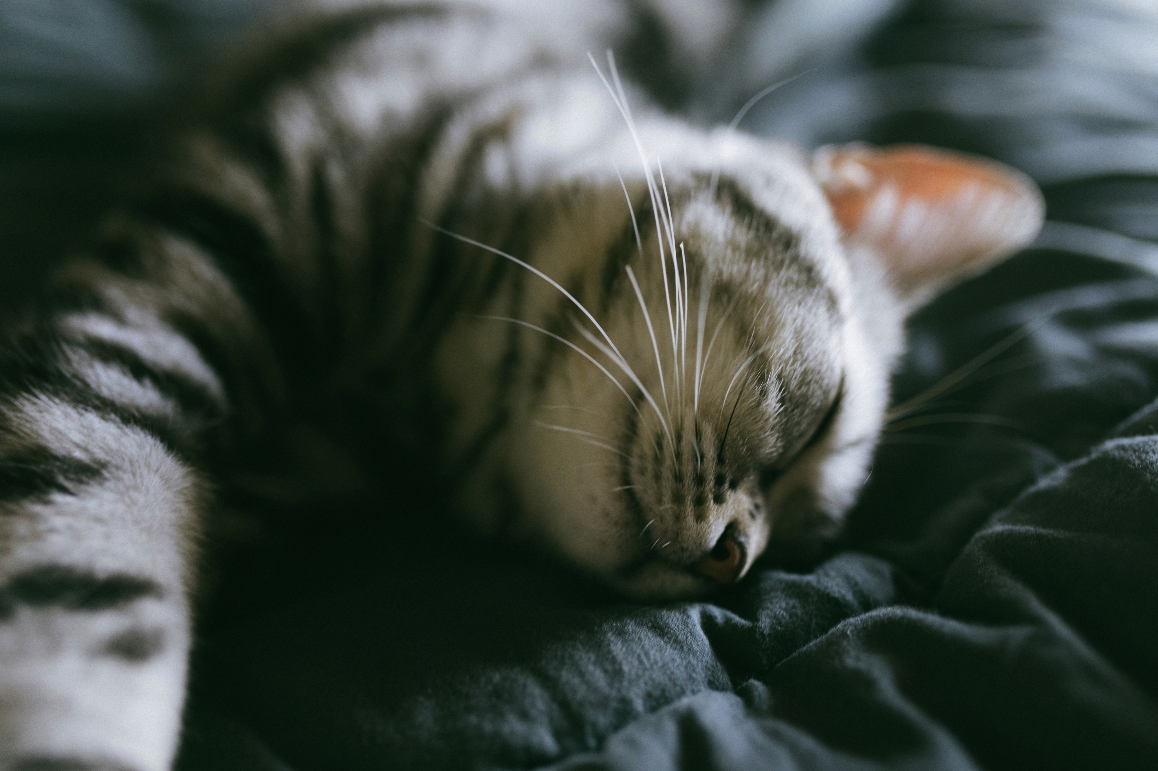 China, Sichuan, Chengdu, Chenghua