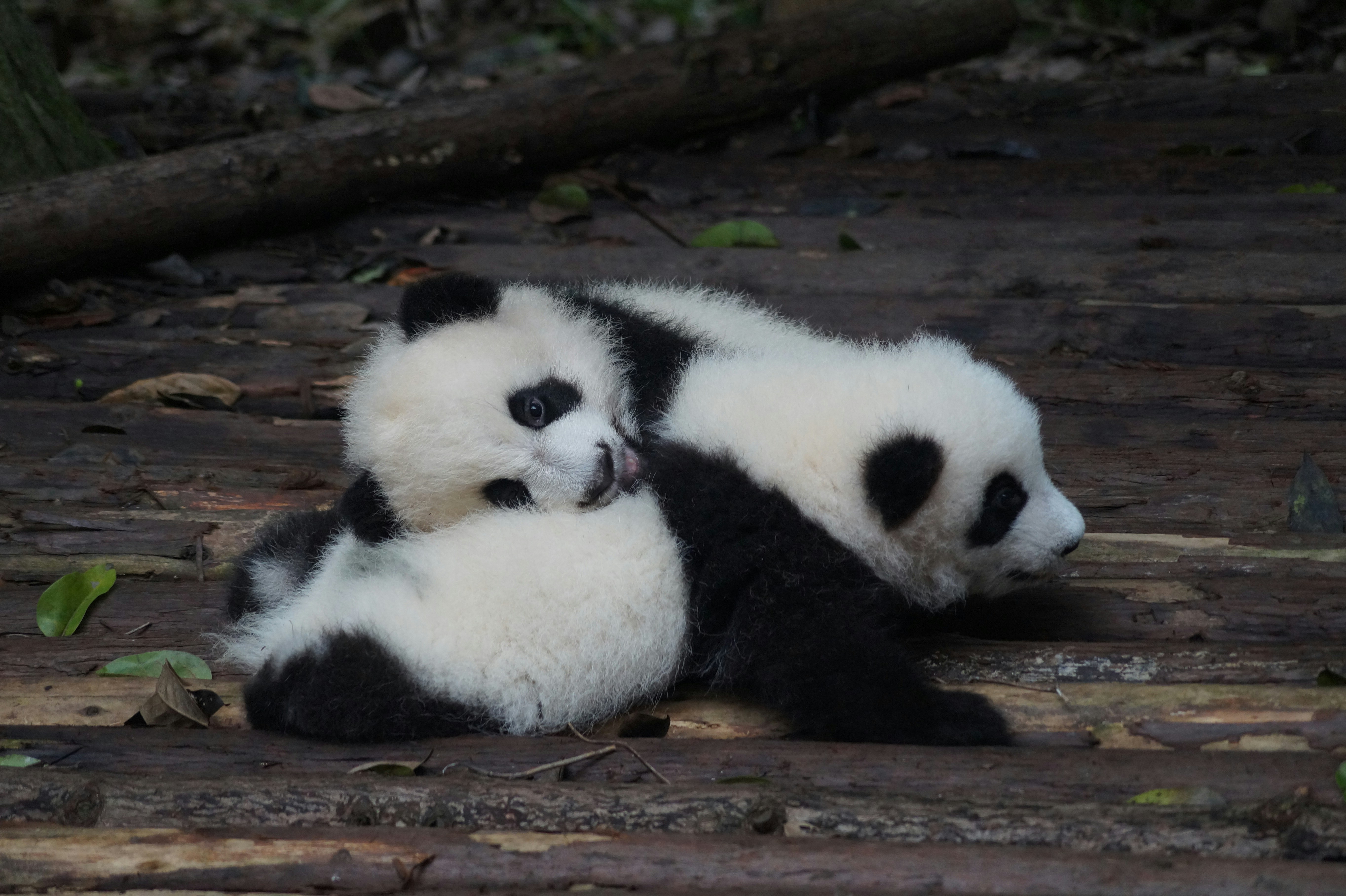 Chengdu Panda Breeding Research Center, Chengdu, China