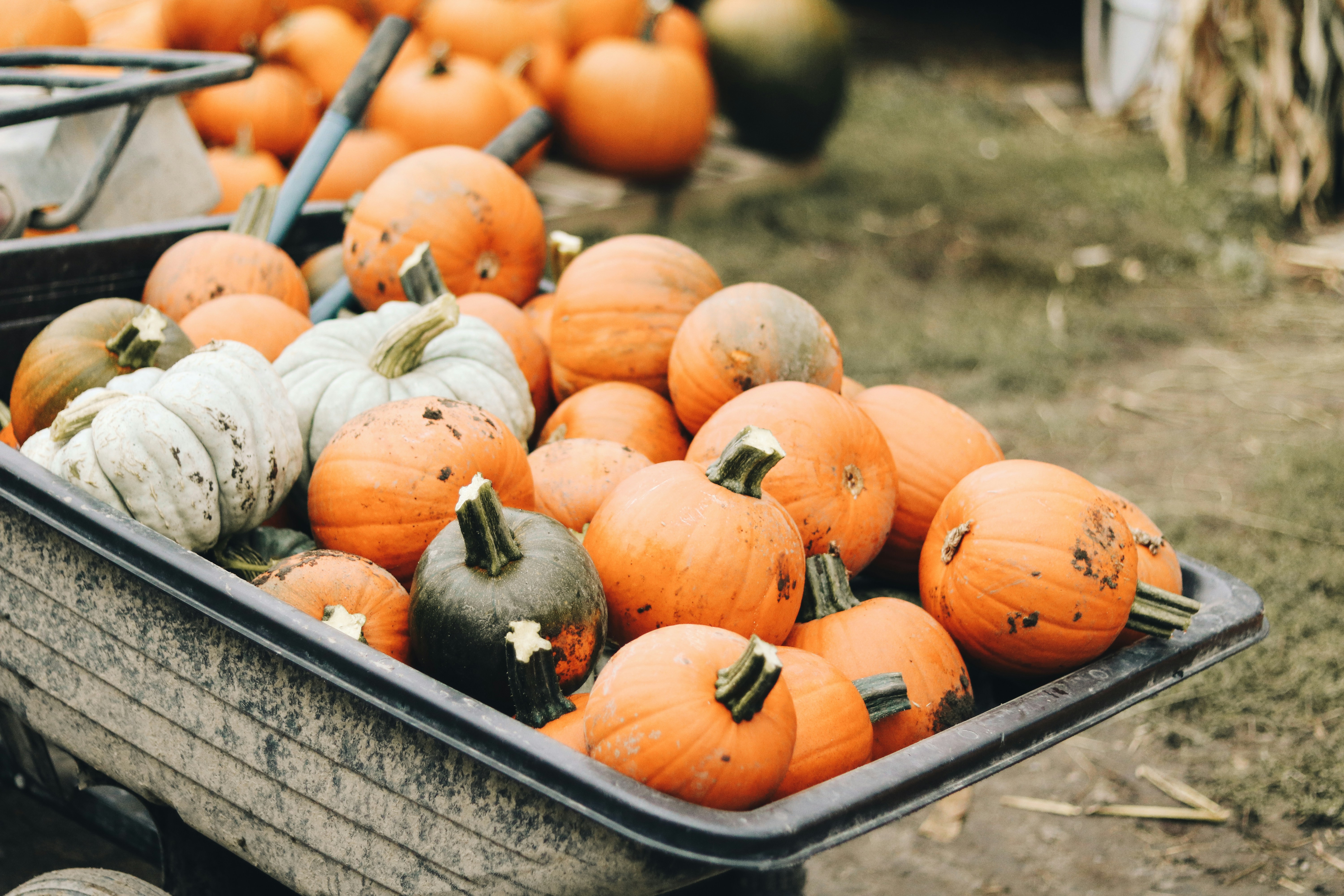 Pumpkin Patch, Kelowna, BC, Canada