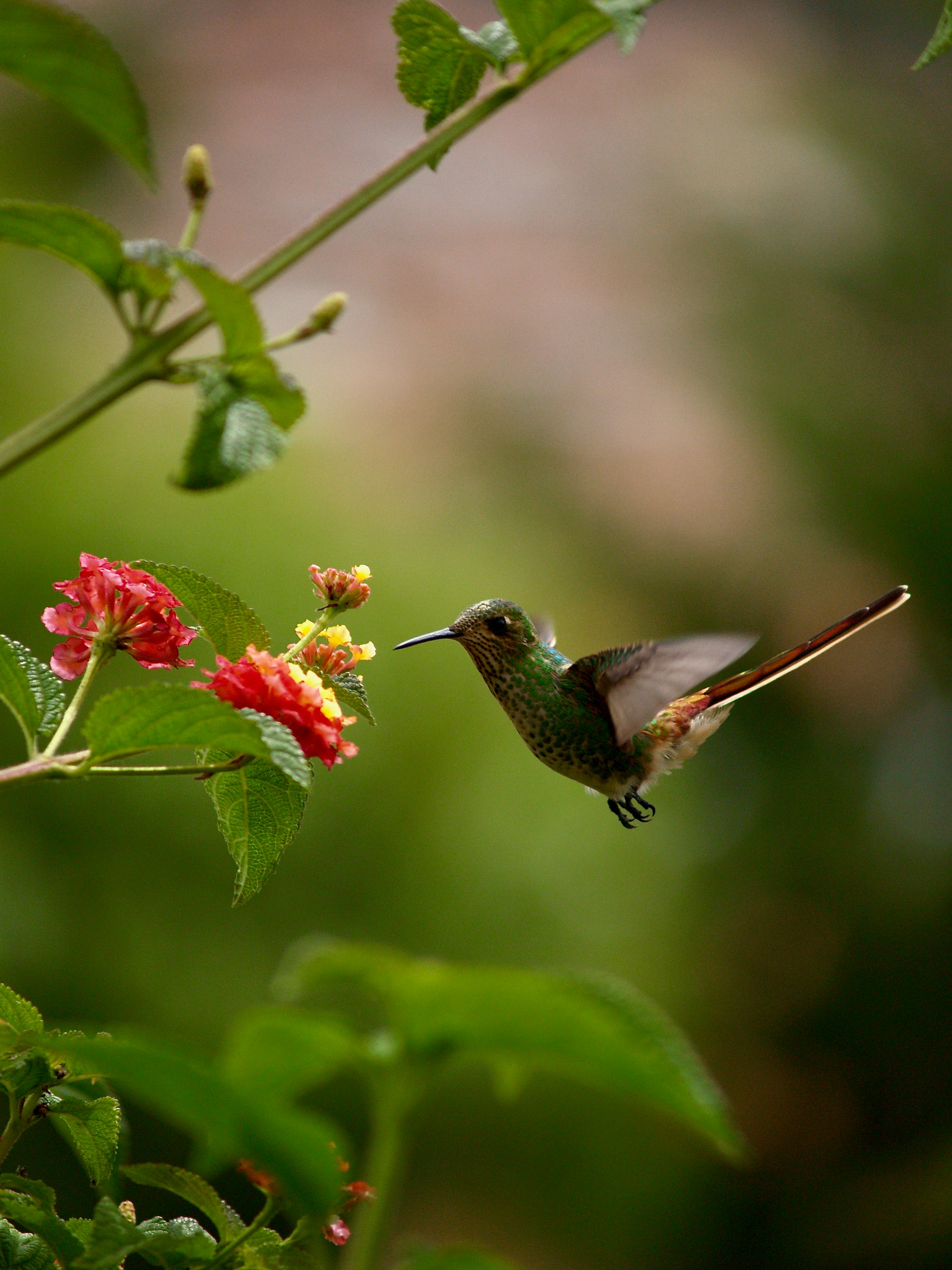 Humming Bird, Sucre, Bolivia