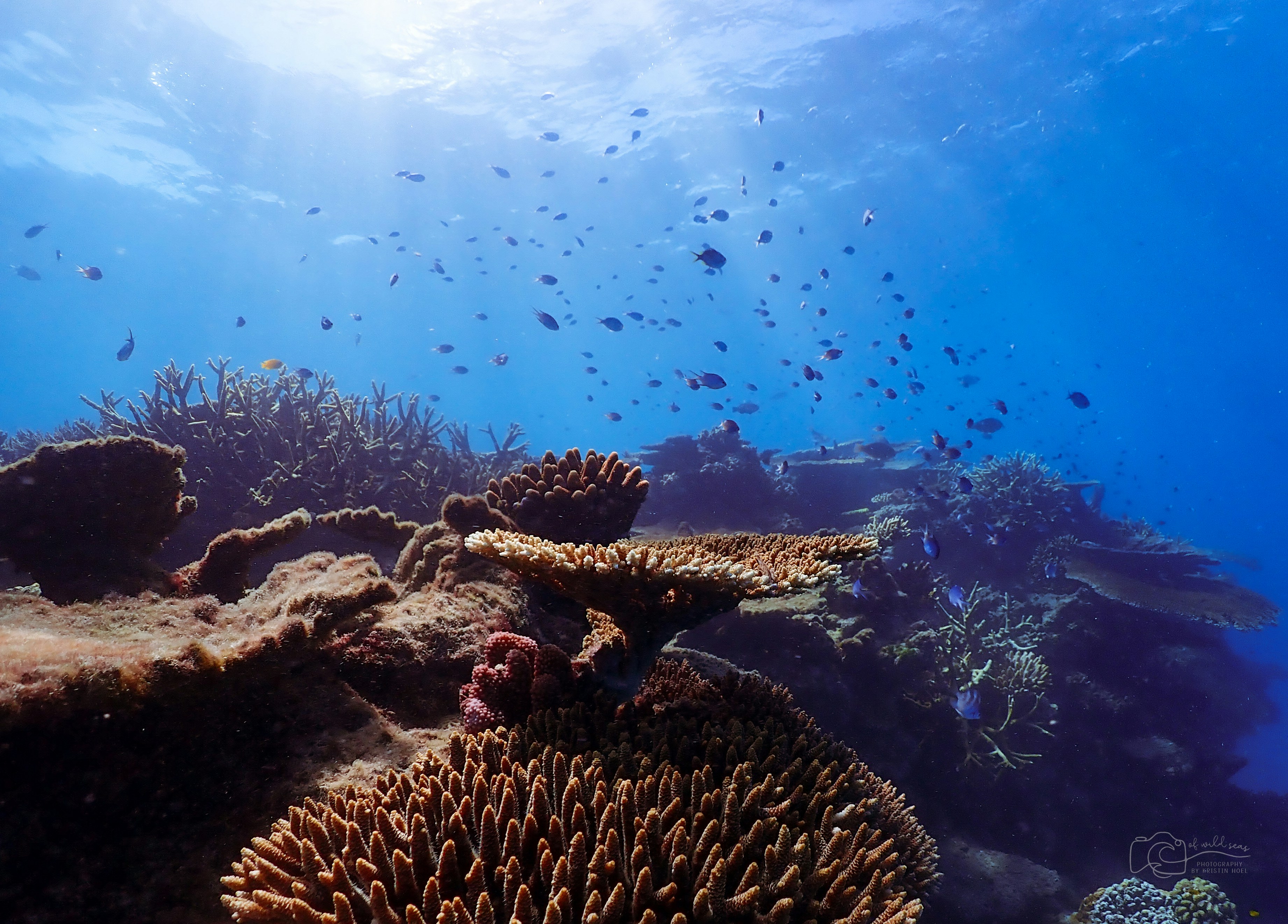 Morning light on the reef, Great Barrier Reef, Australia