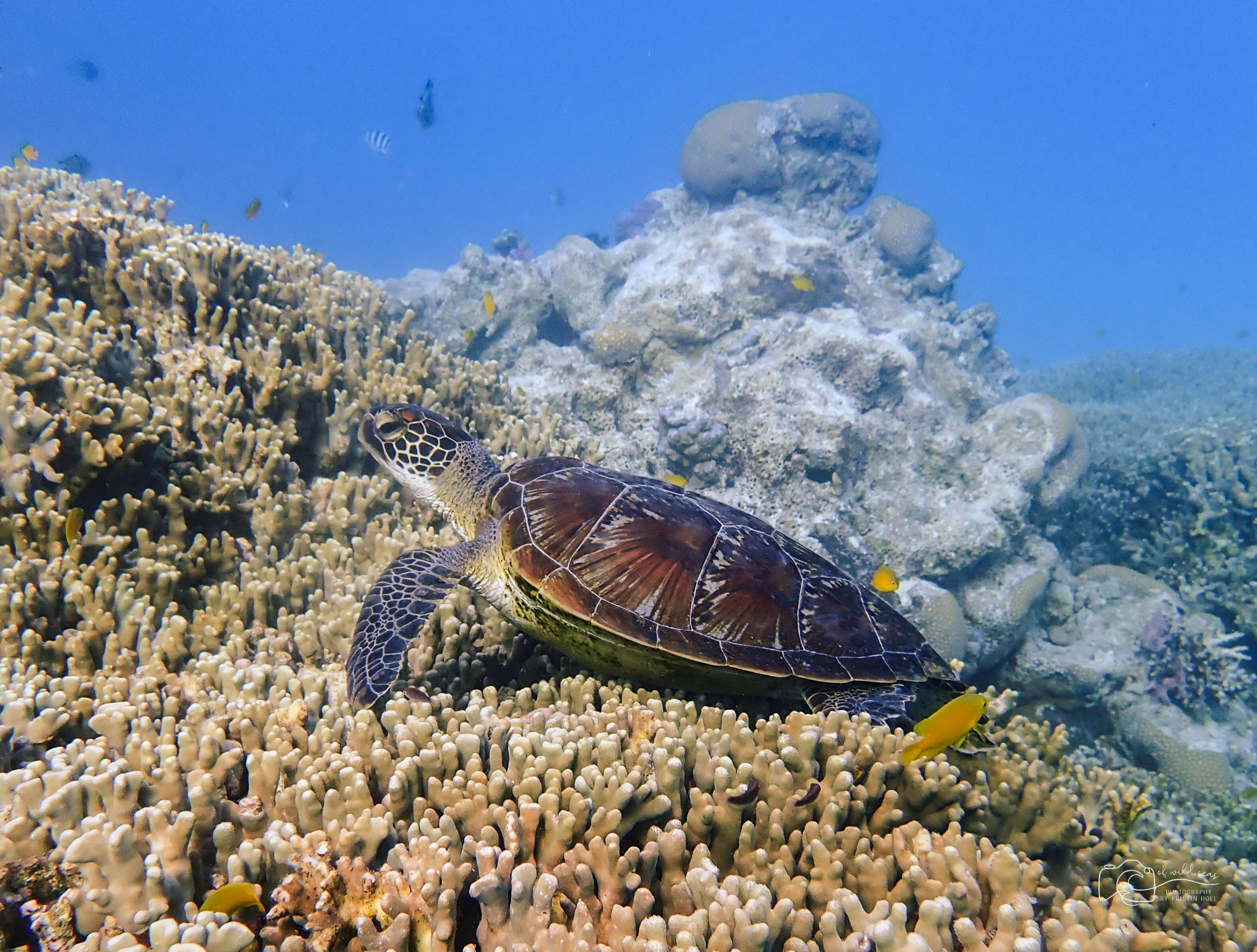 Sea turtle napcleaning station, Great Barrier Reef, Australia