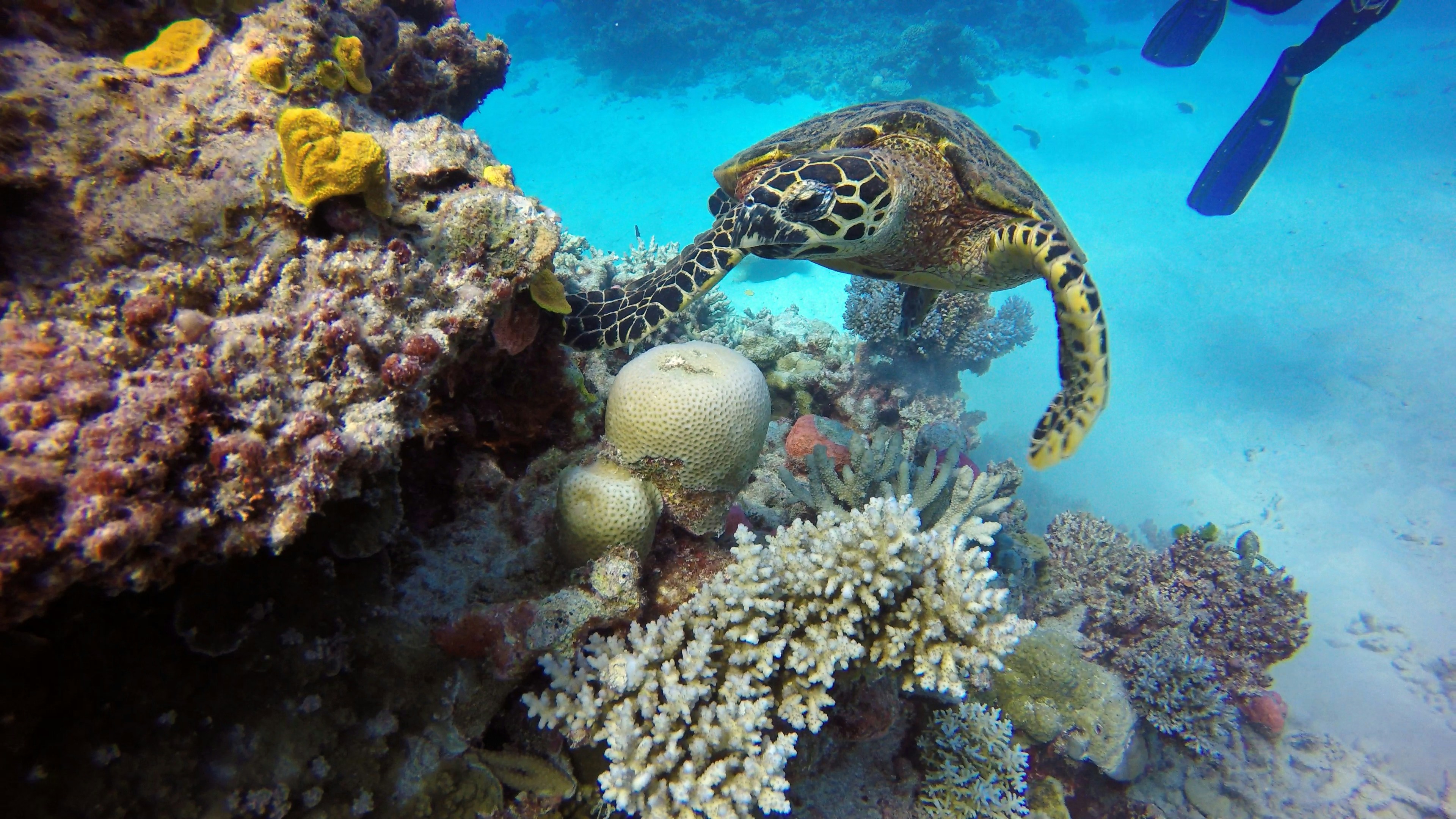 Turtle climbing up a reef., Great Barrier Reef, QLD, Australia