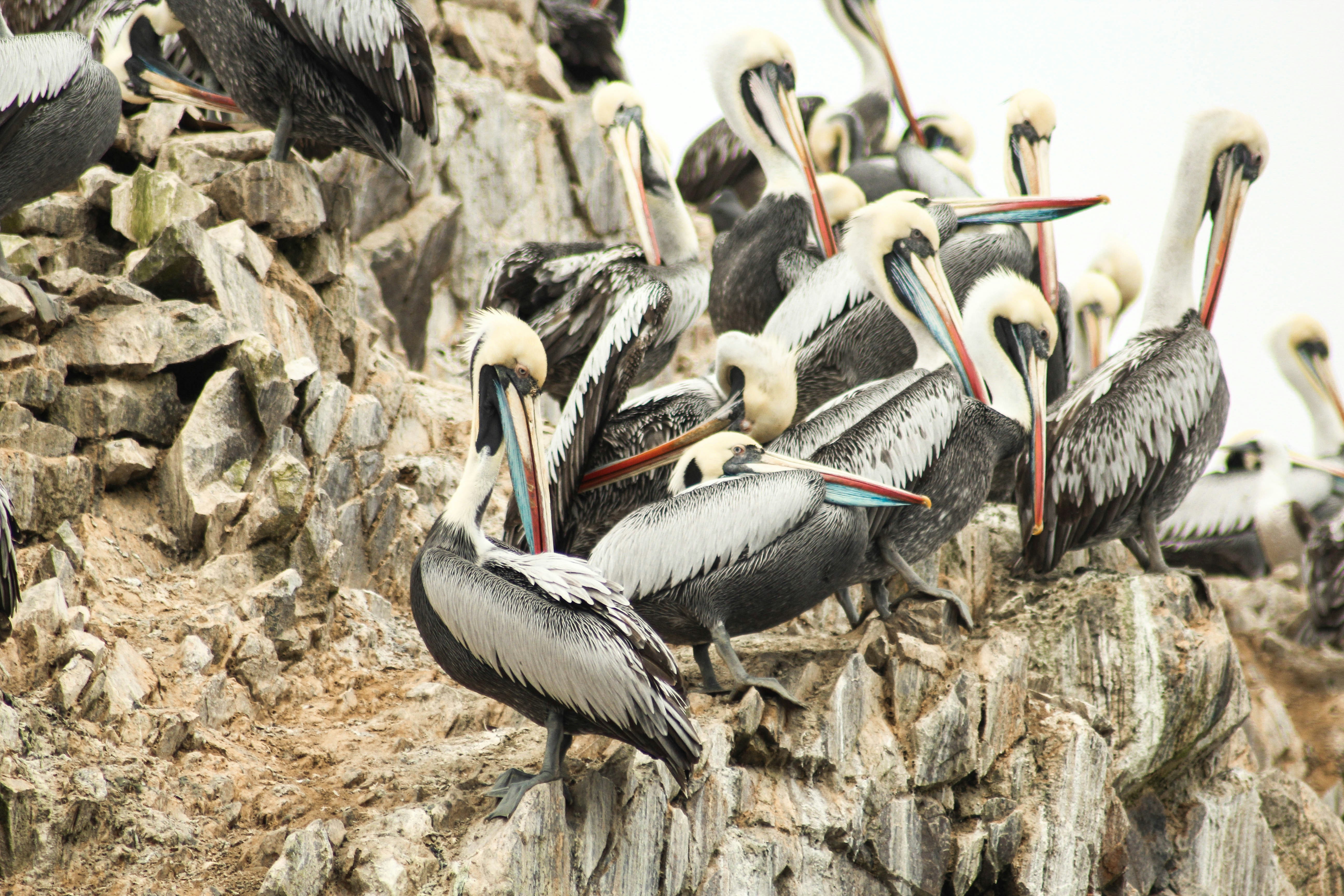 From the Inca Empire to the Peruvian Amazon with the Nazca Lines & Galápagos Cruise