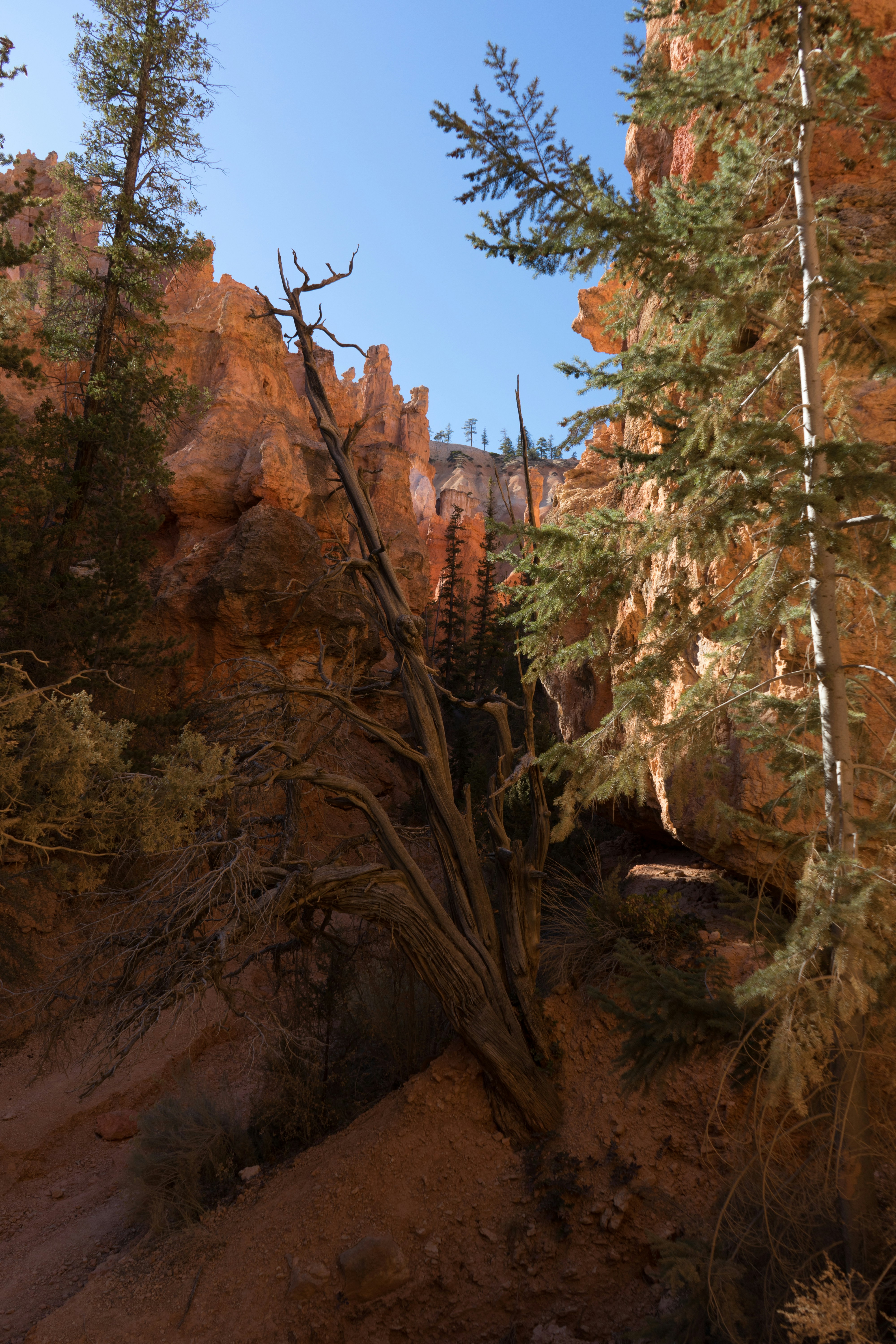 Bryce Canyon National Park, Utah, USA