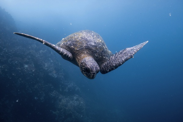 Galapagos Islands, Ecuador