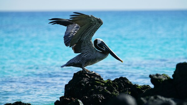 Galapagos Islands, Ecuador