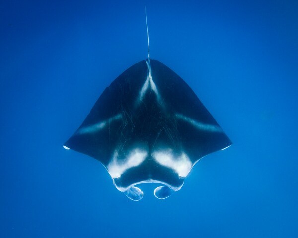 Manta Ray, Yasawa Island, Fiji