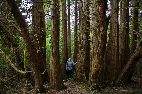Killarney National Park Killarney National Park, Killarney, Ireland
