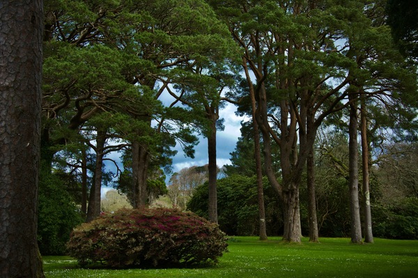 Killarney National Park, Killarney, Ireland