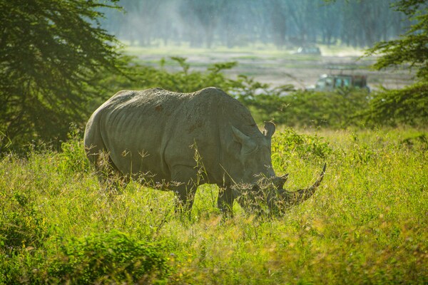 Lake Nakuru