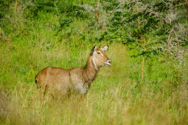 Lake Nakuru National Park, Nakuru, Kenya