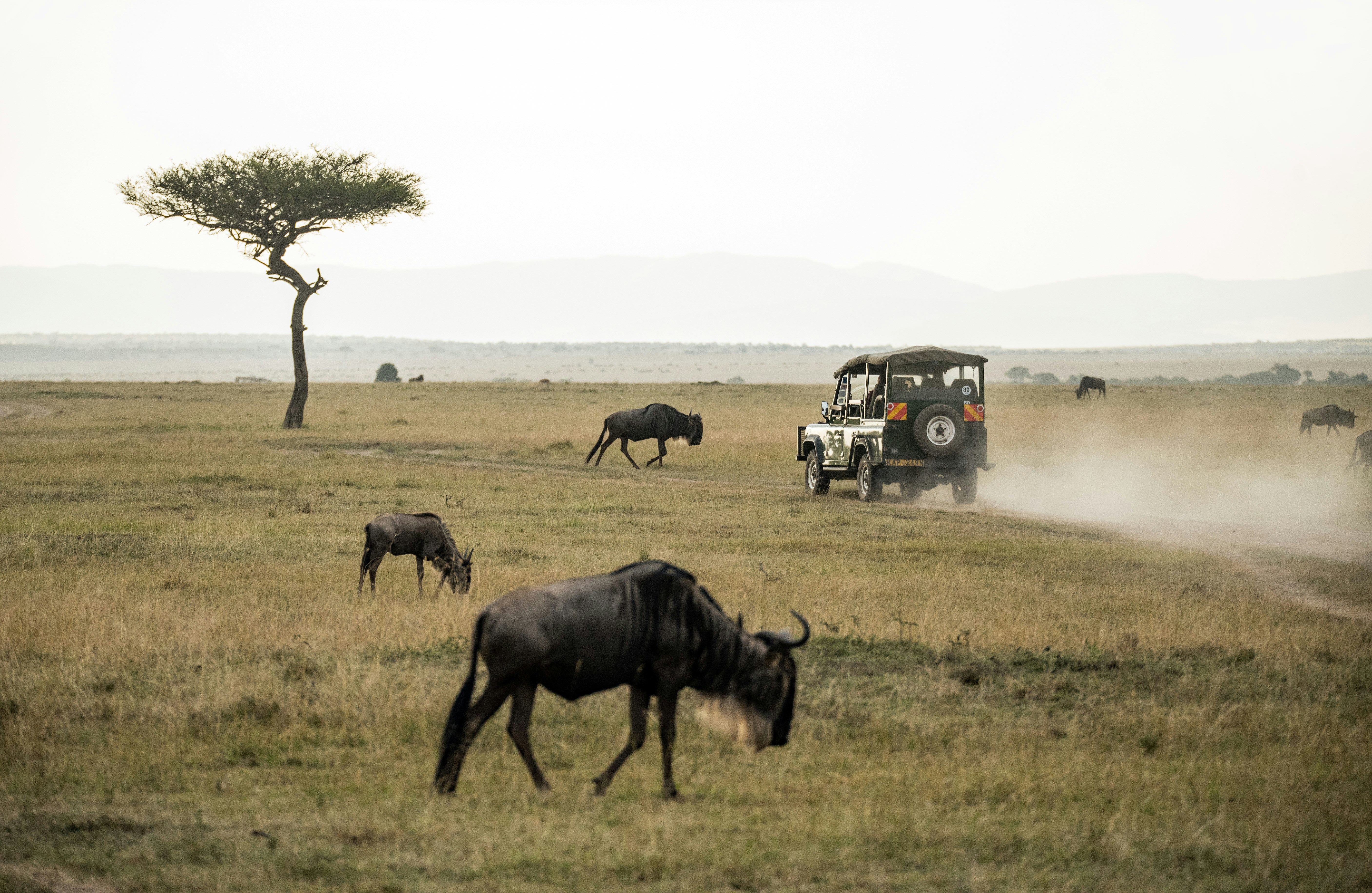 Masai Mara