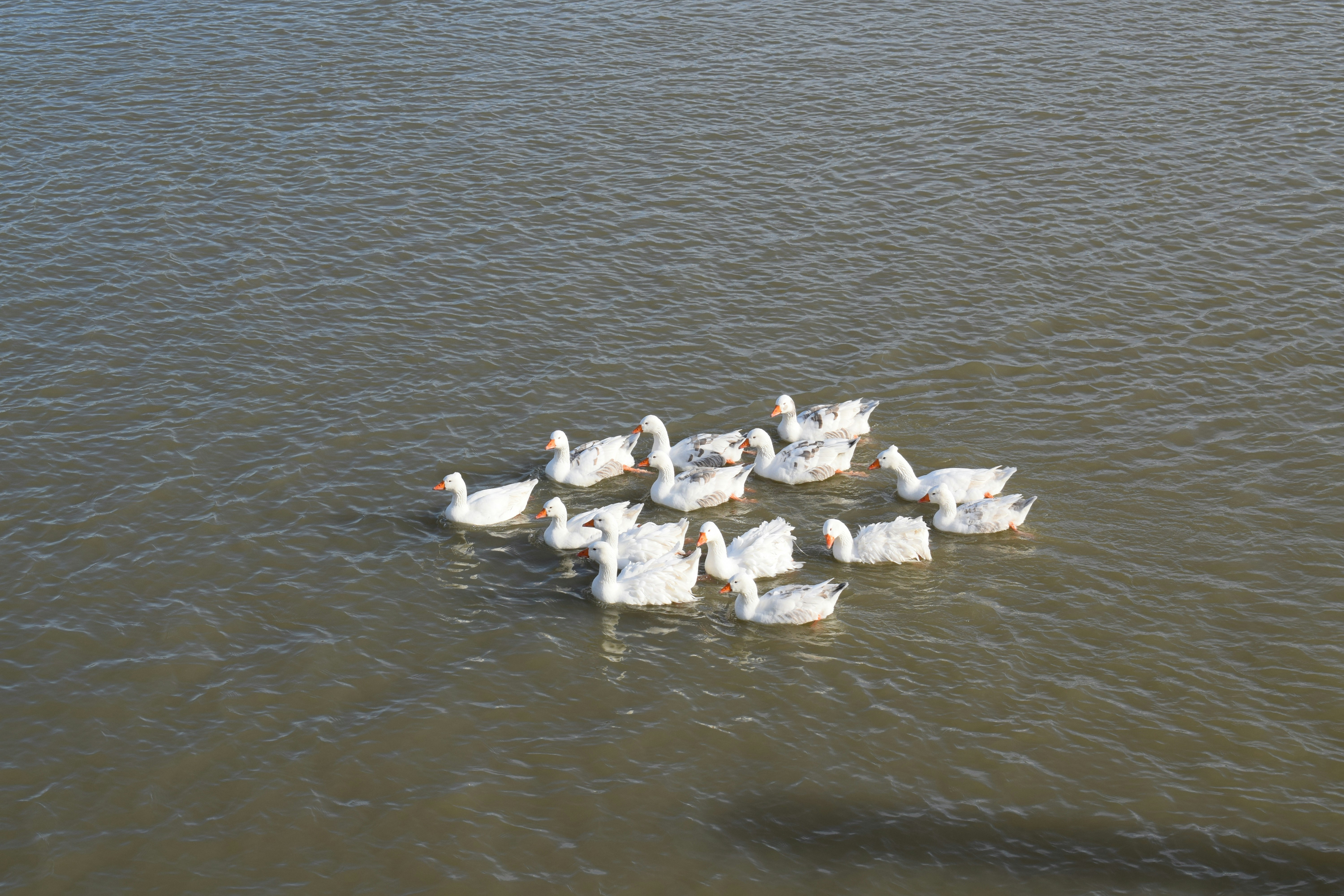 White geese swiming in Dunav river. Batina, Croatia