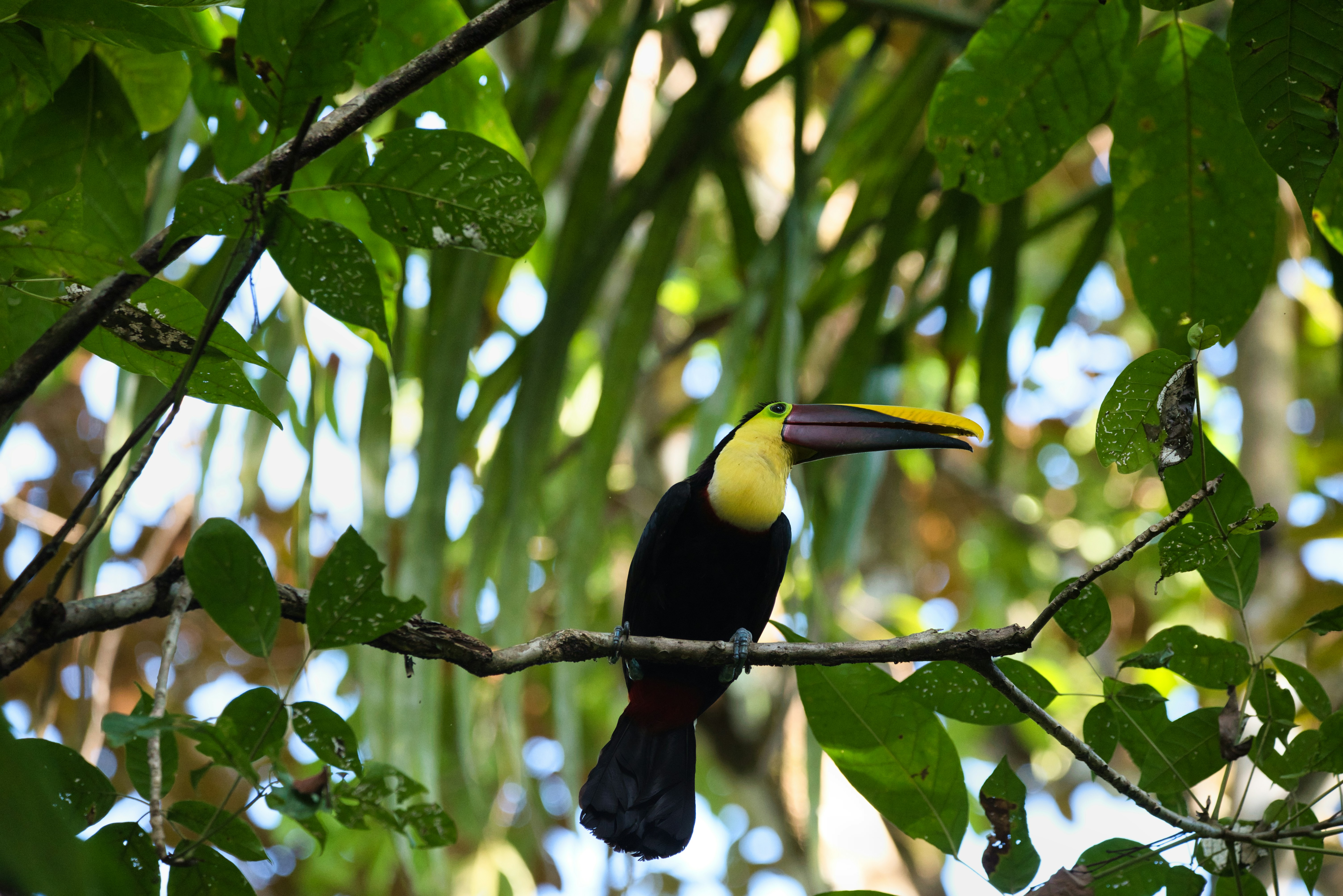 Manuel Antonio National Park, Puntarenas Province, Quepos, Costa Rica