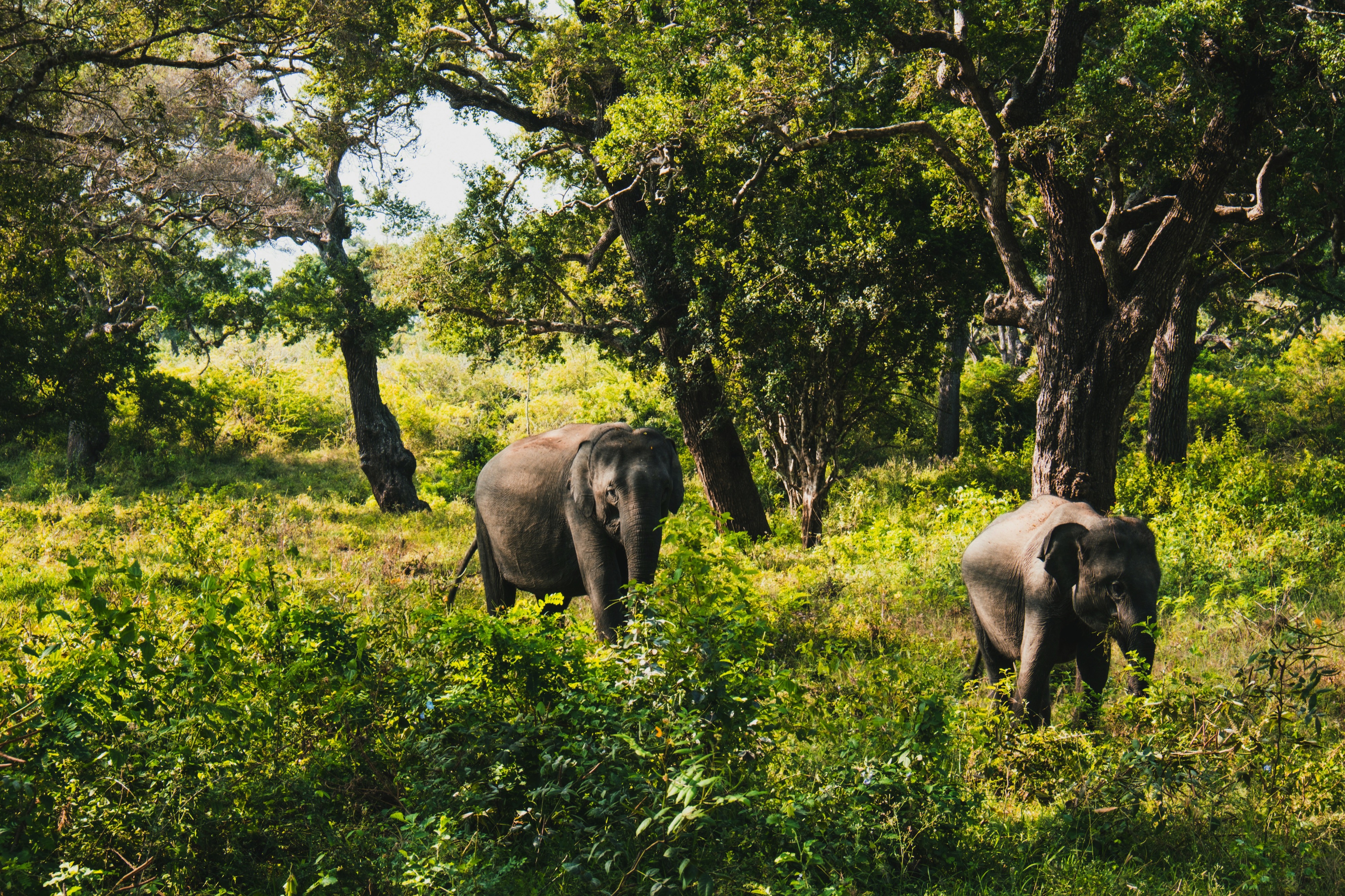 Yala National Park, Sri Lanka