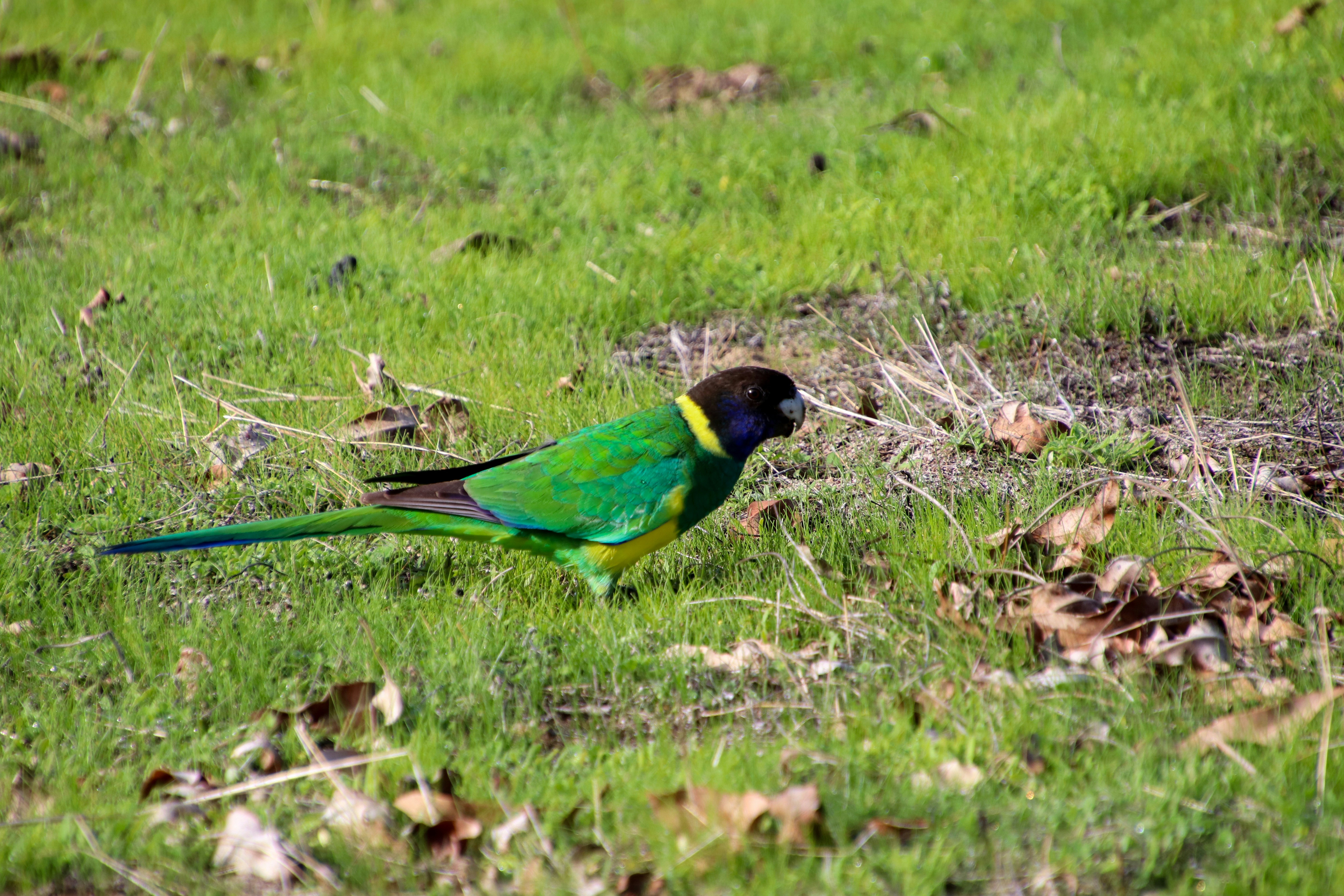 Jurien Bay WA, Australia
