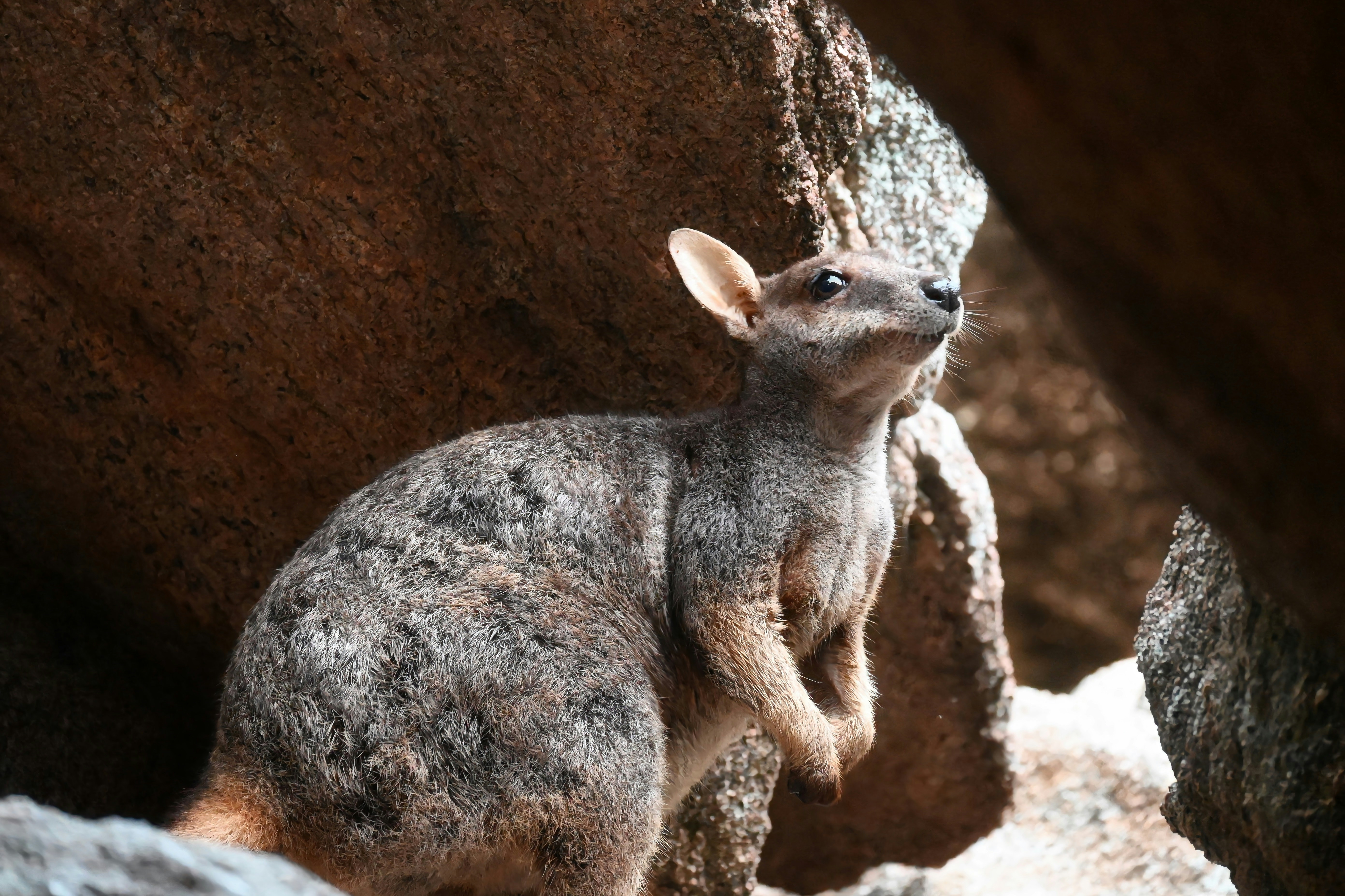 Rock wallaby