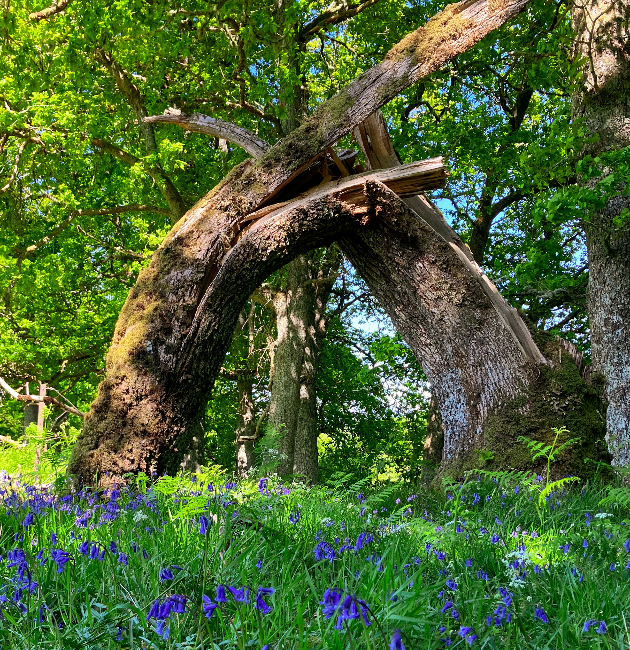 Woodland arch, Fort Augustus, Fort Augustus, United Kingdom