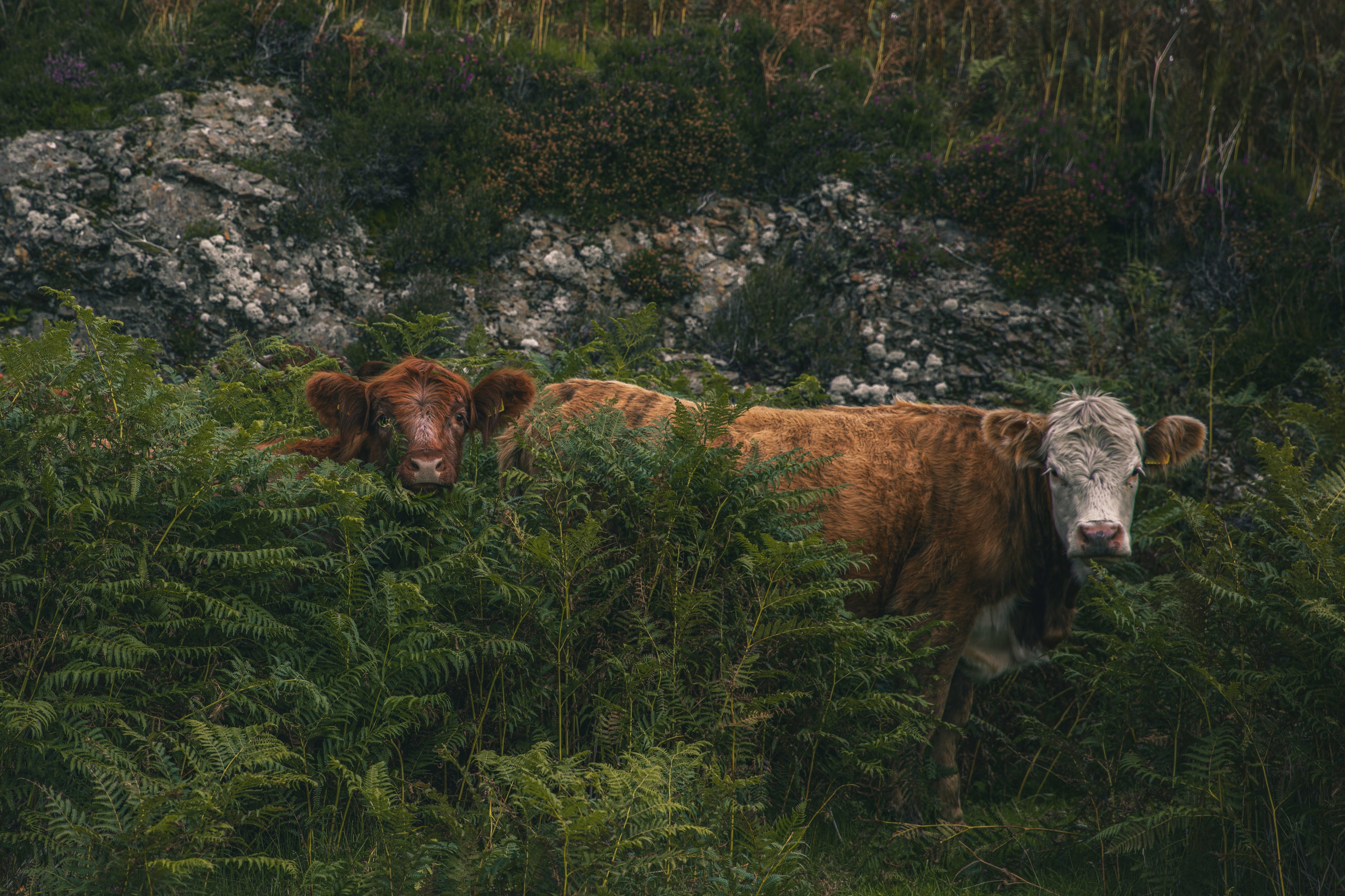 Armadale, Isle of Skye, UK