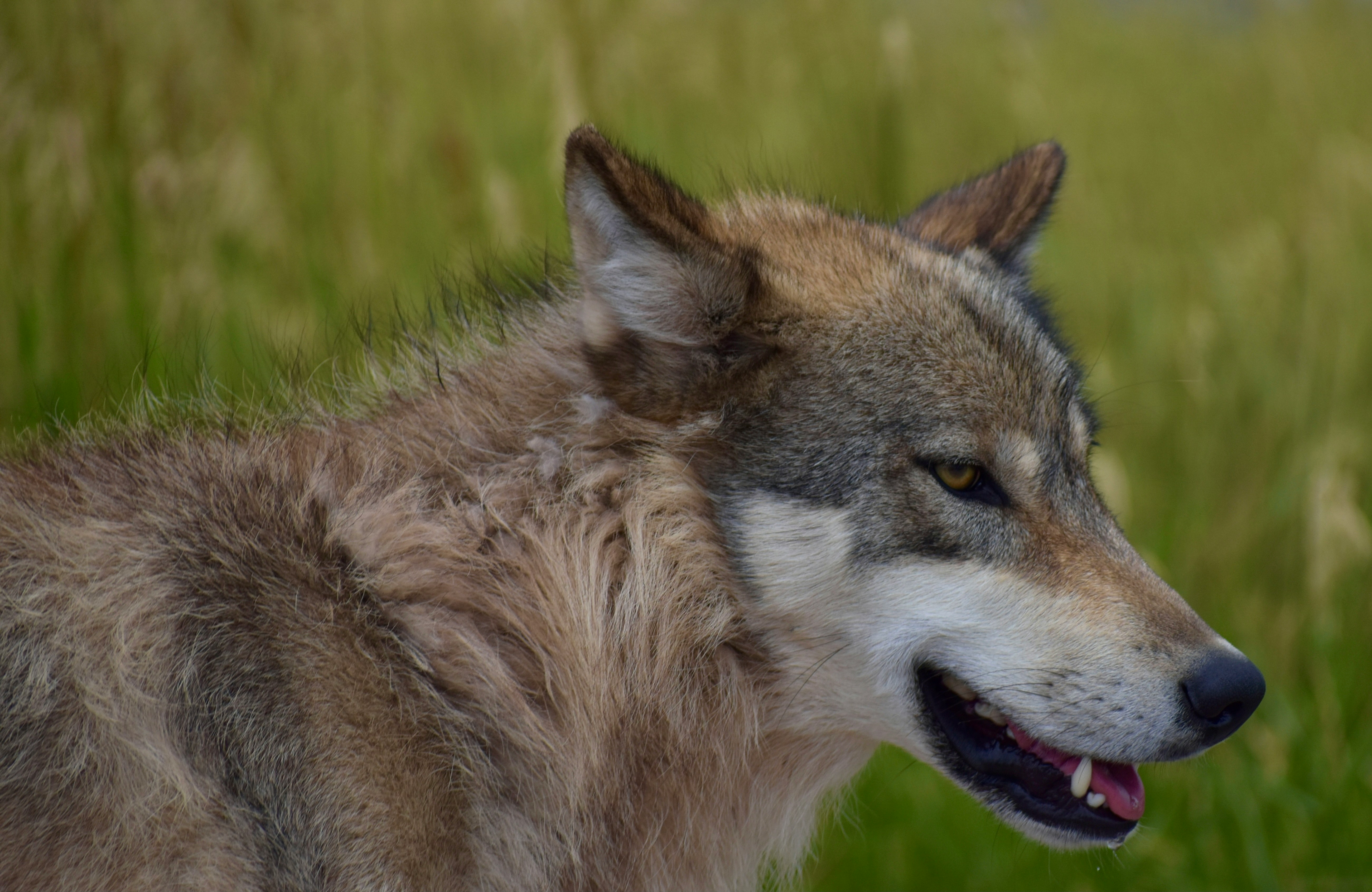 Bear Country USA, Rapid City, United States